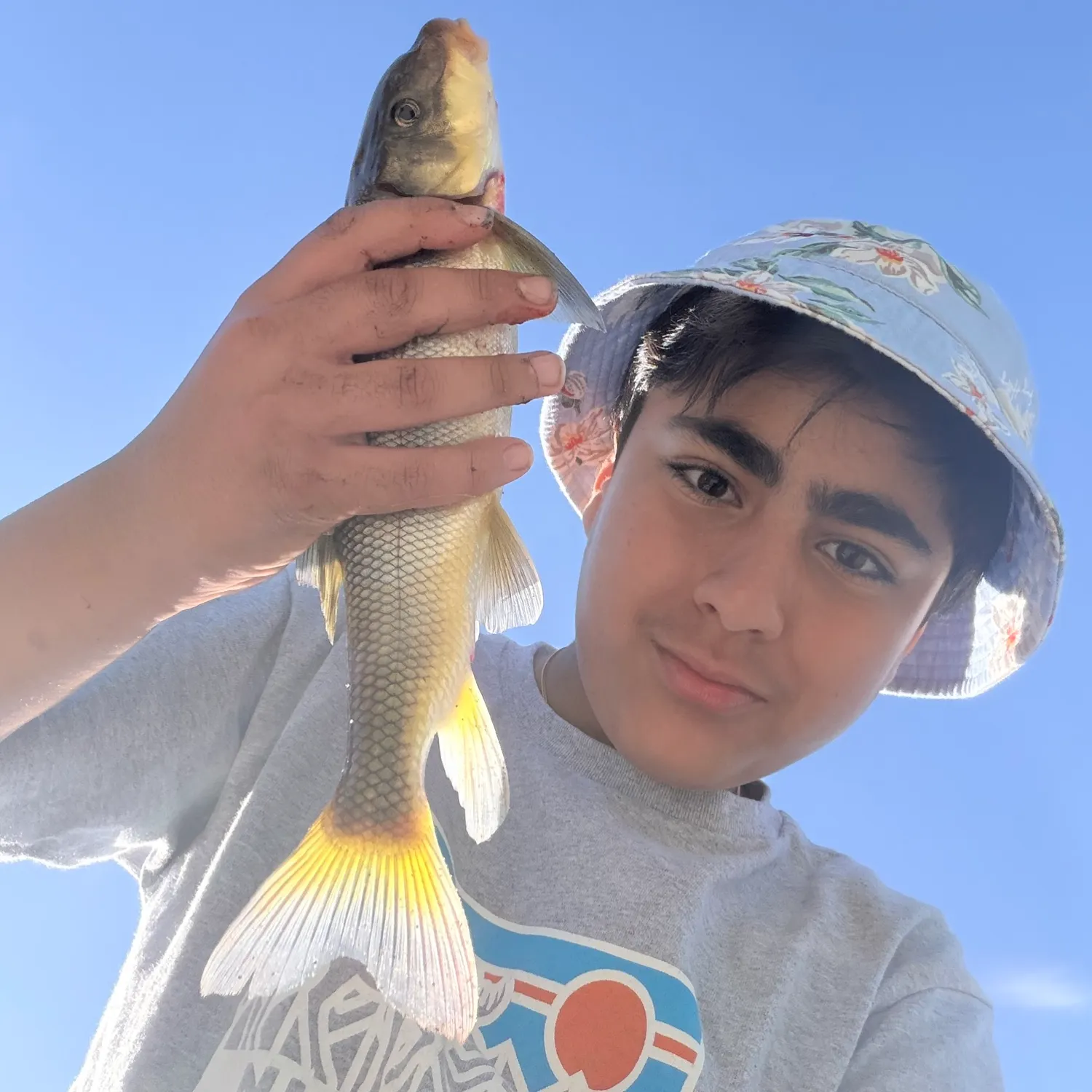 The most recent Largescale sucker catches on Fishbrain