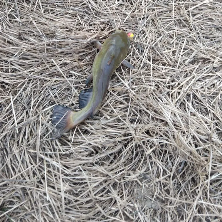 Yellow bullhead caught on Fishbrain