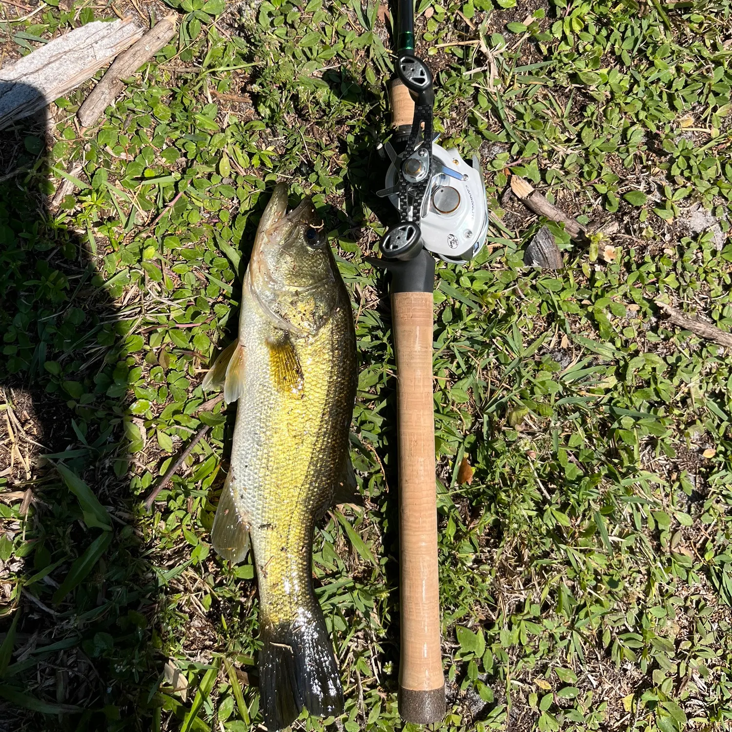 Largemouth bass caught on Fishbrain
