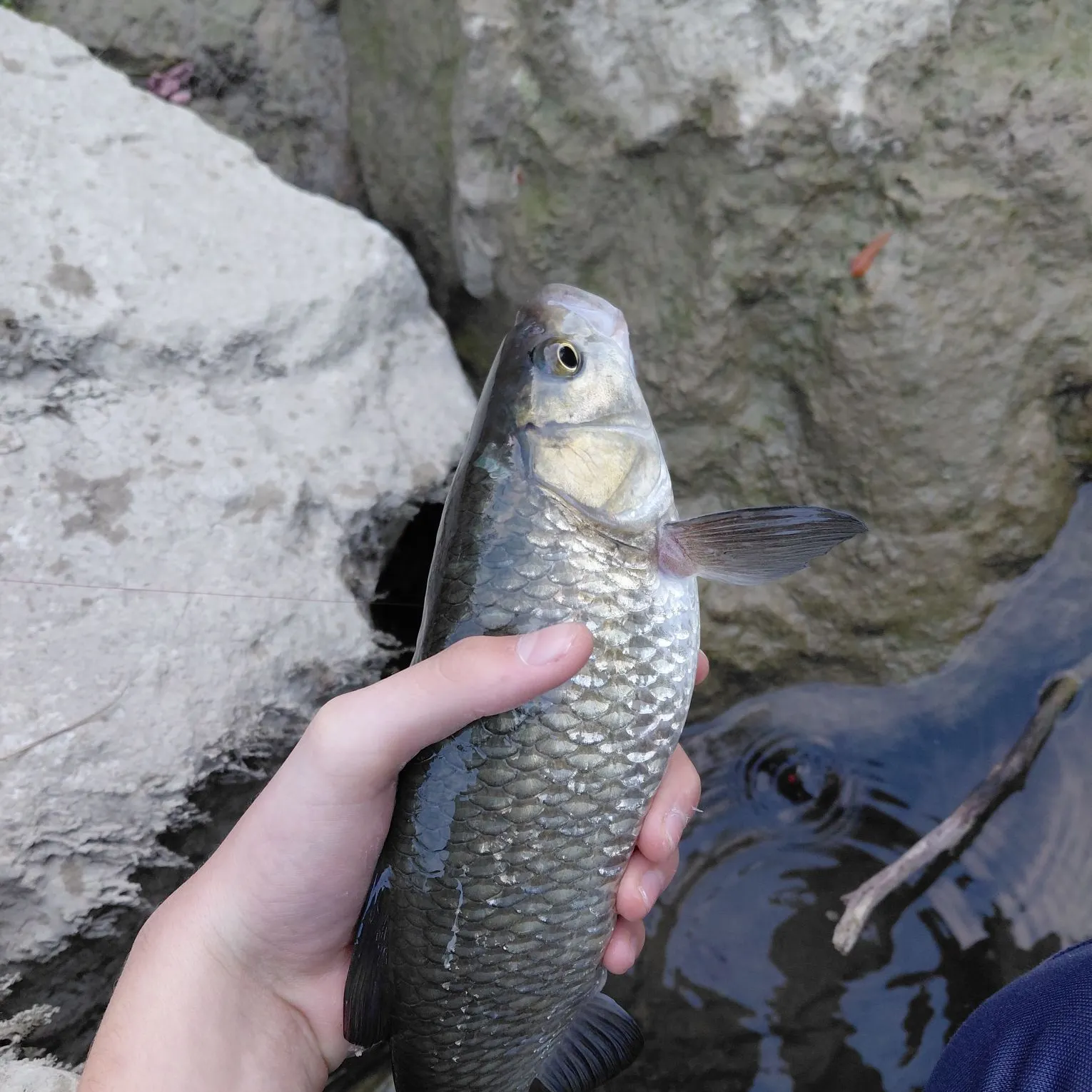 European chub caught on Fishbrain