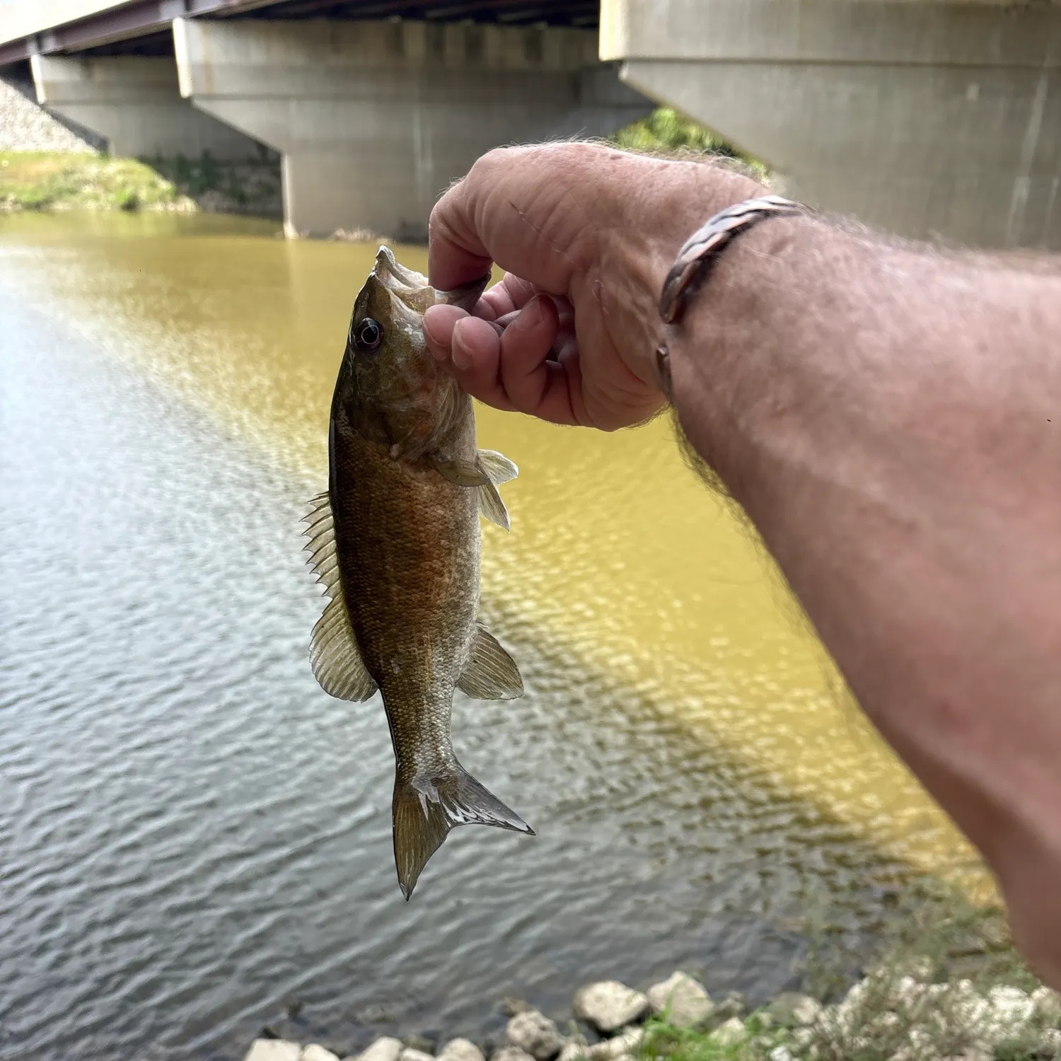 Smallmouth bass caught on Fishbrain