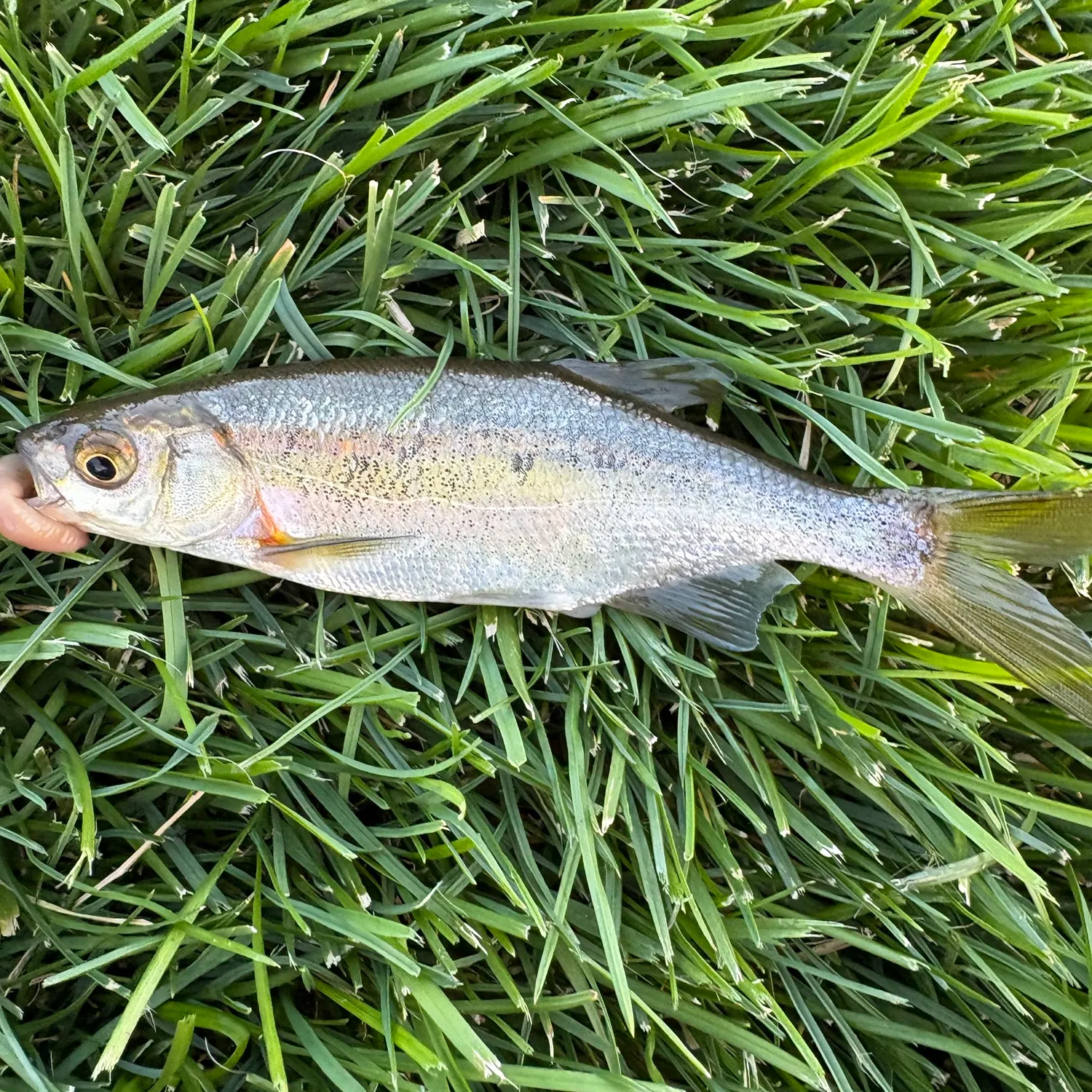 Redside shiner caught on Fishbrain