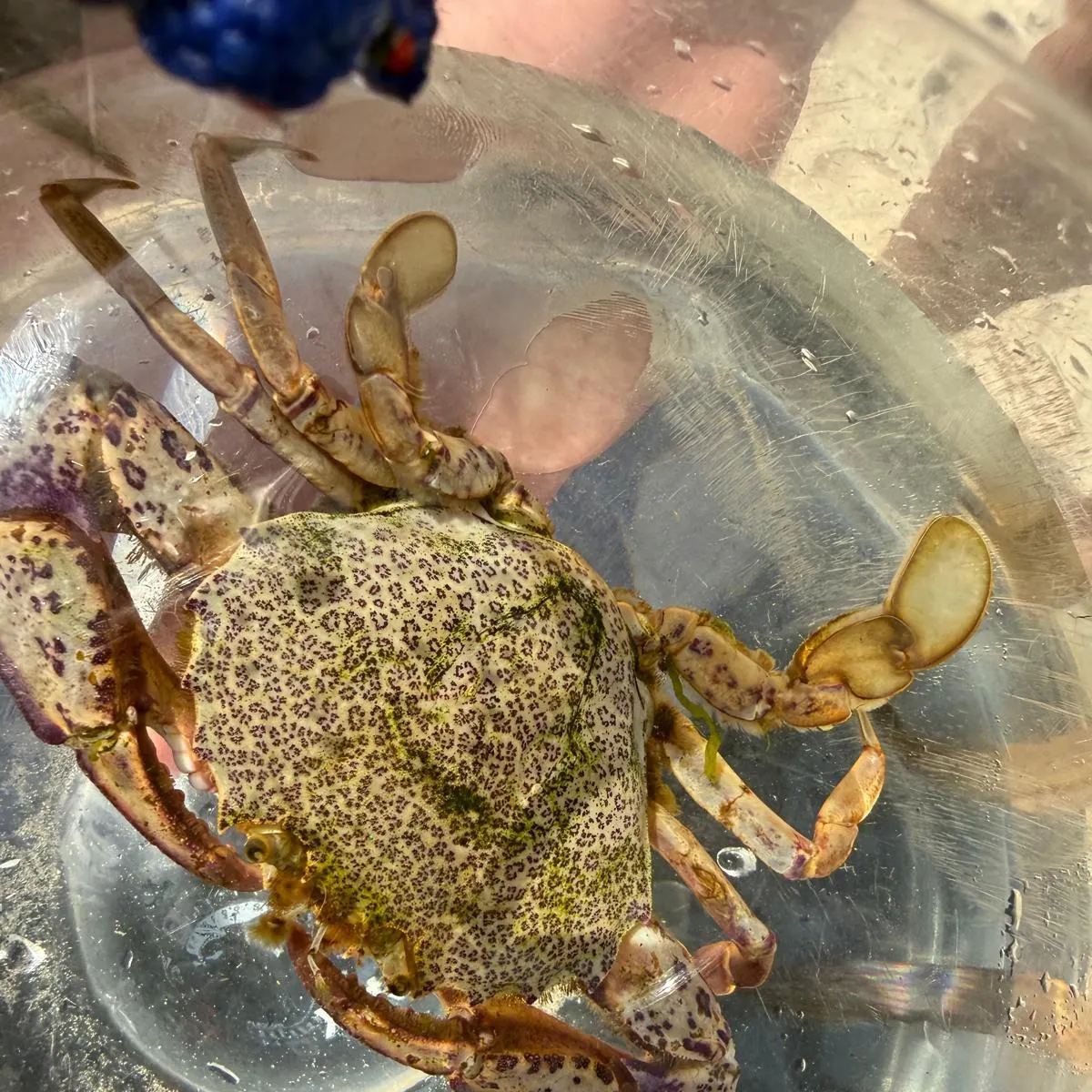 The most recent Atlantic rock crab catches on Fishbrain