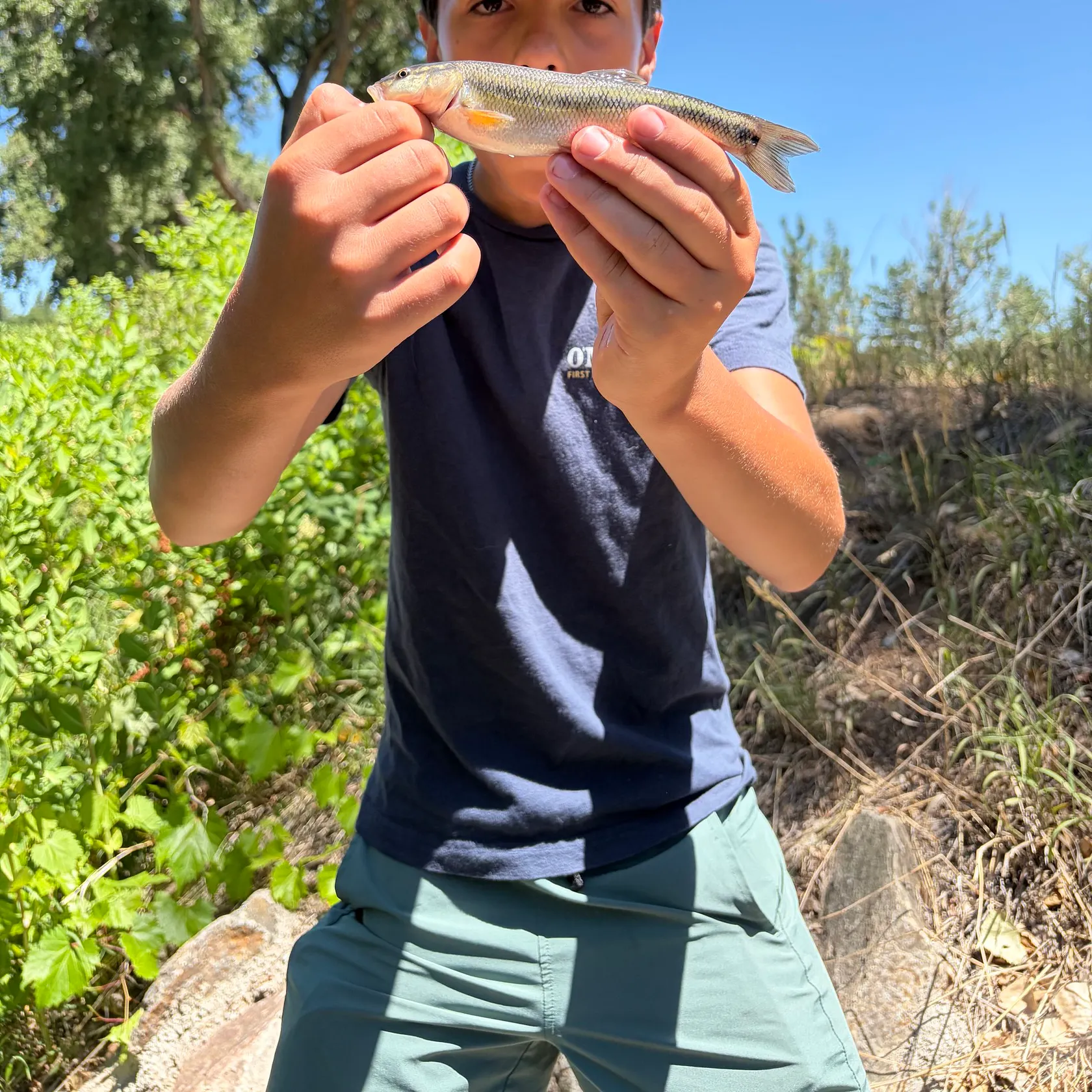 Creek chub caught on Fishbrain