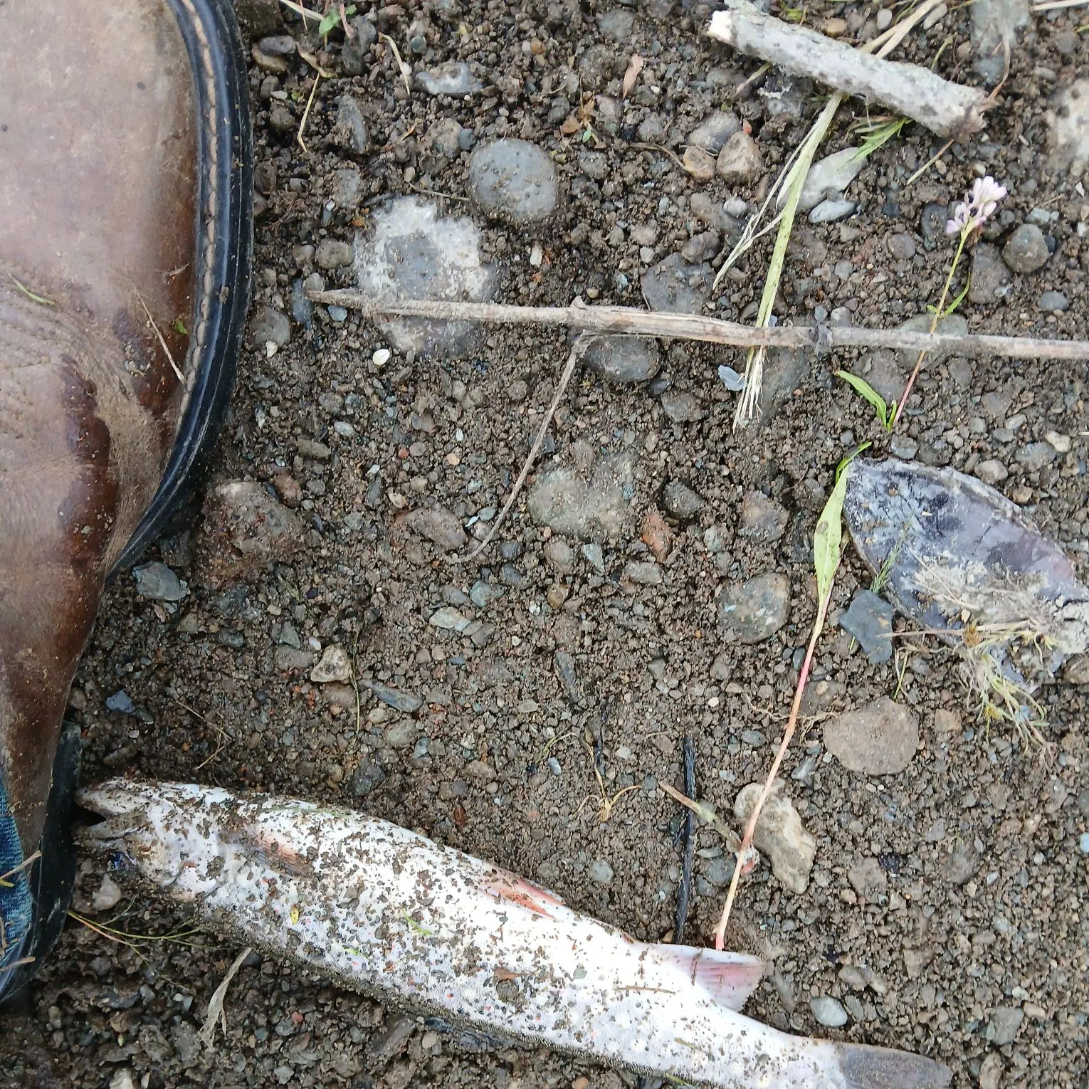 Brook trout caught on Fishbrain