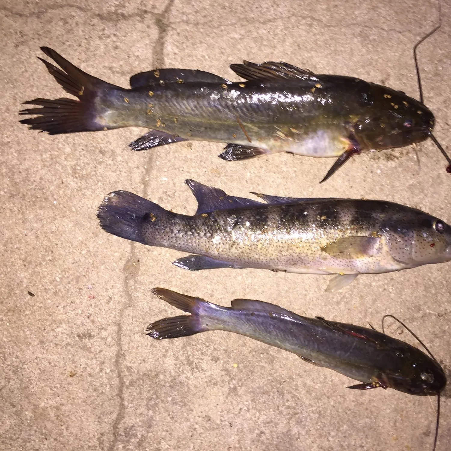 recently logged catches