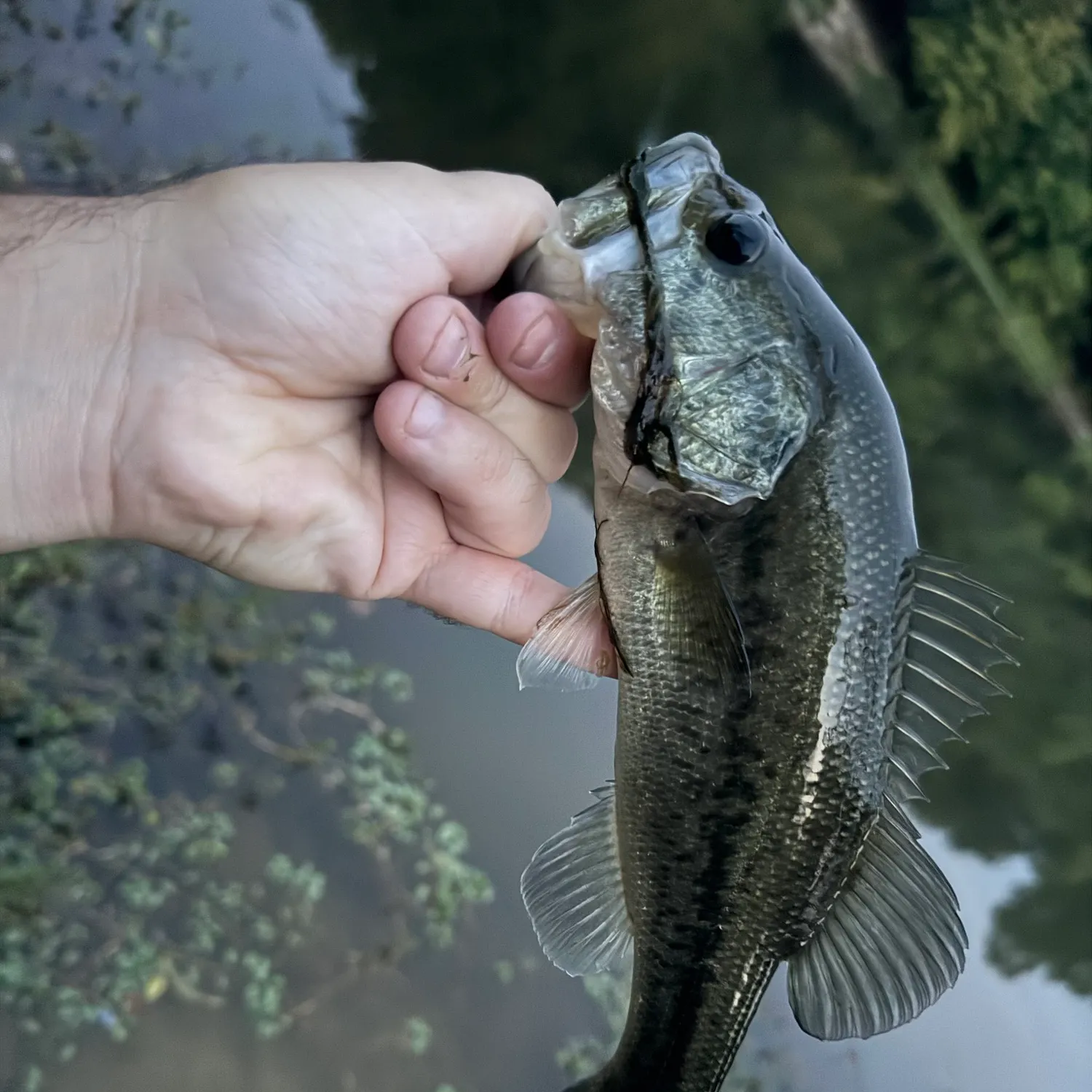Largemouth bass caught on Fishbrain