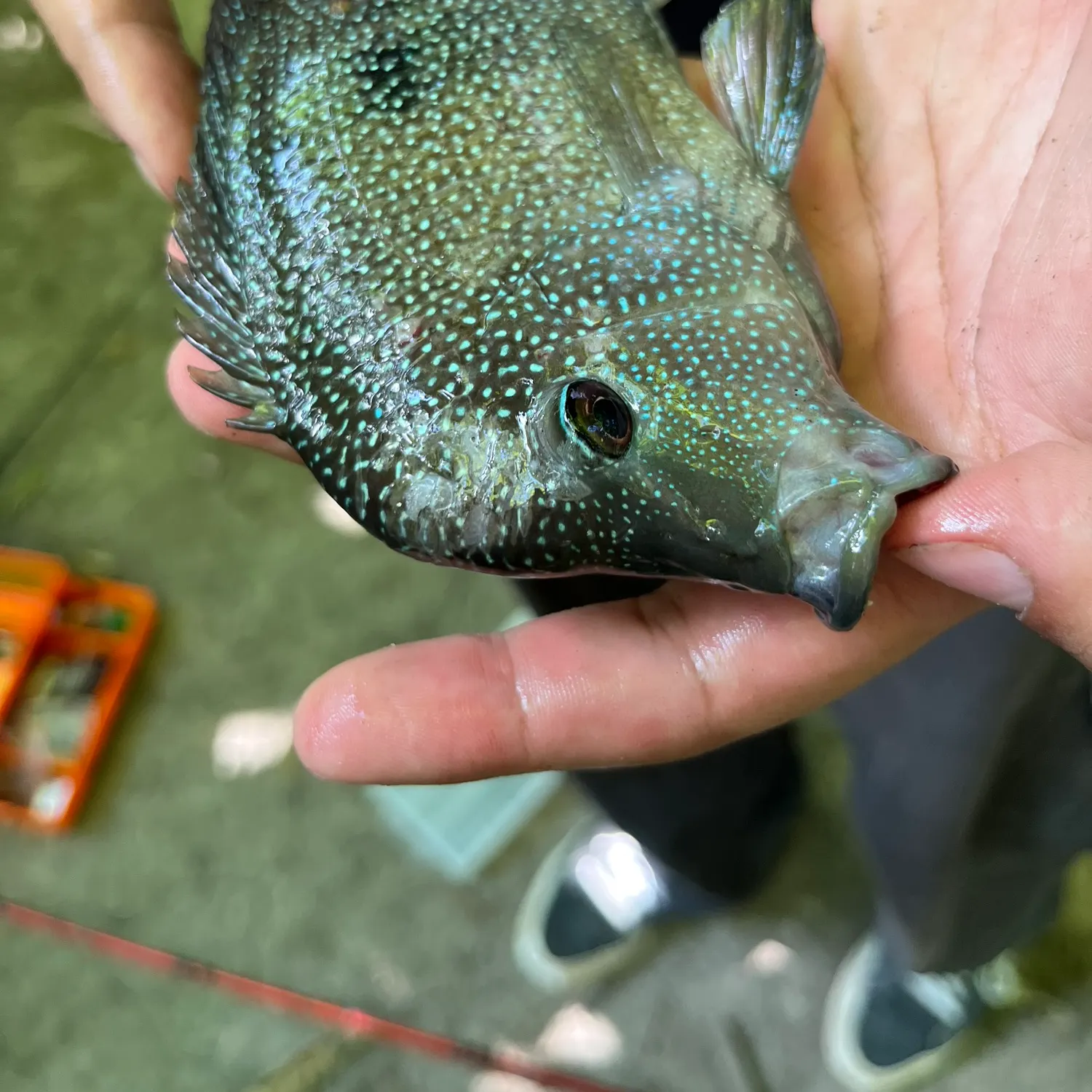 The most recent Rio Grande cichlid catches on Fishbrain