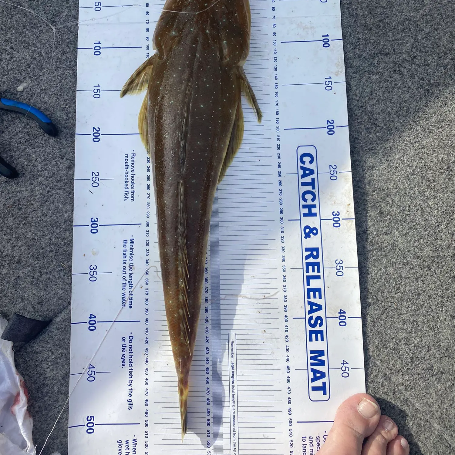 recently logged catches