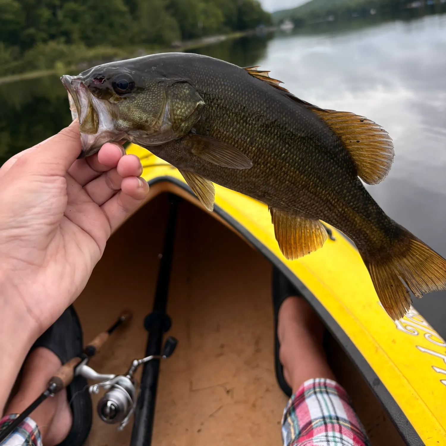 Smallmouth bass caught on Fishbrain