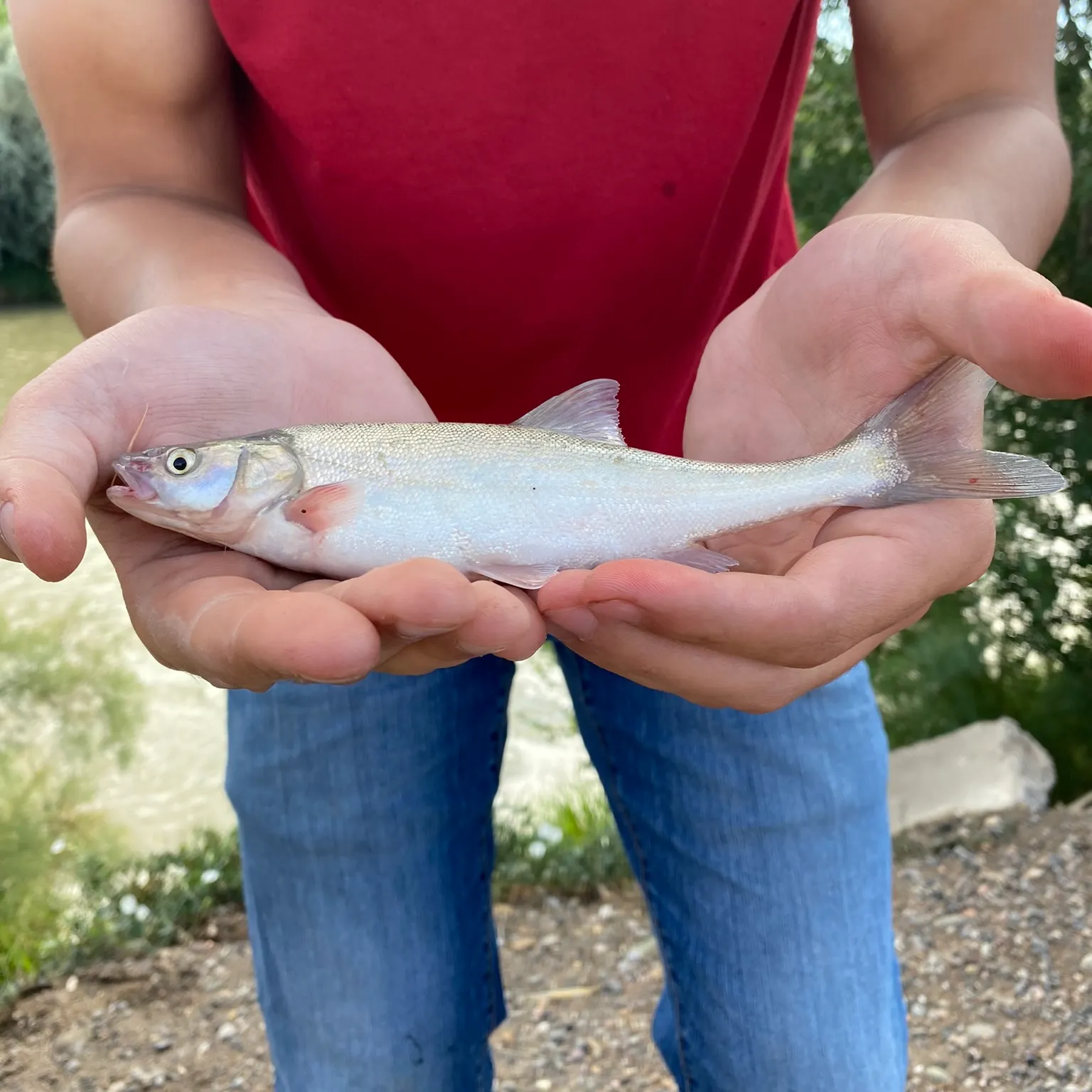 The most recent Colorado pikeminnow catches on Fishbrain