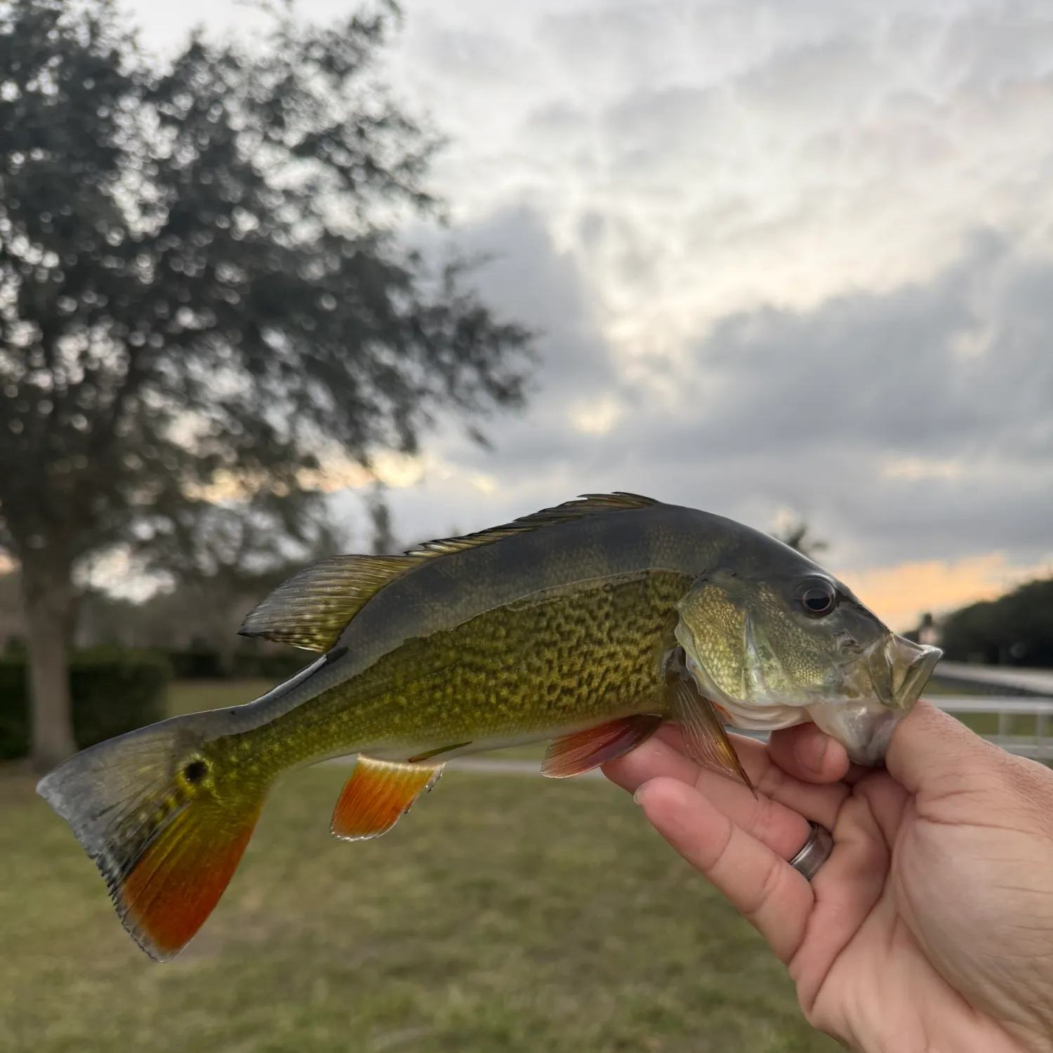 The most recent Butterfly peacock bass catches on Fishbrain