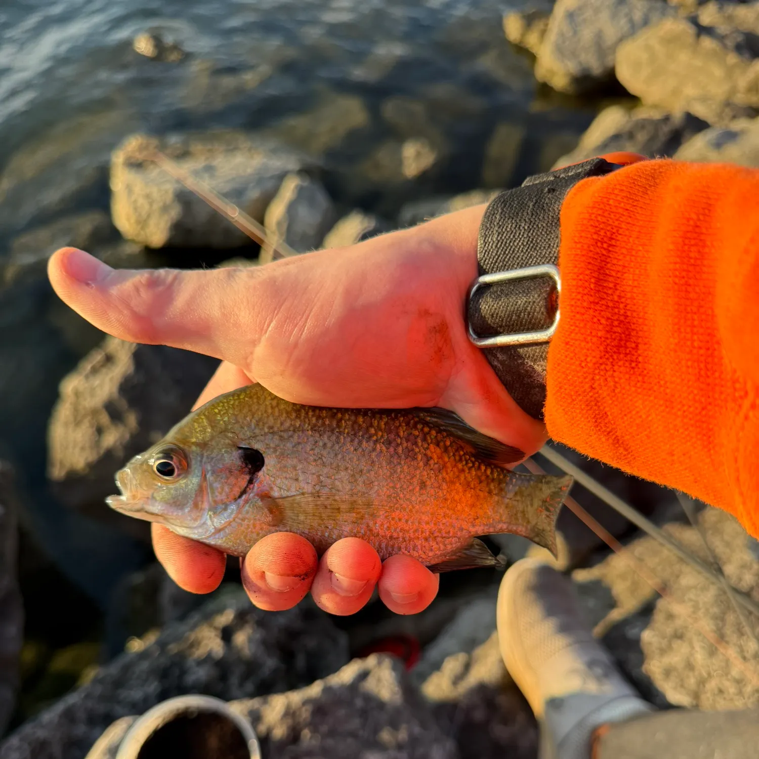 Bluegill caught on Fishbrain
