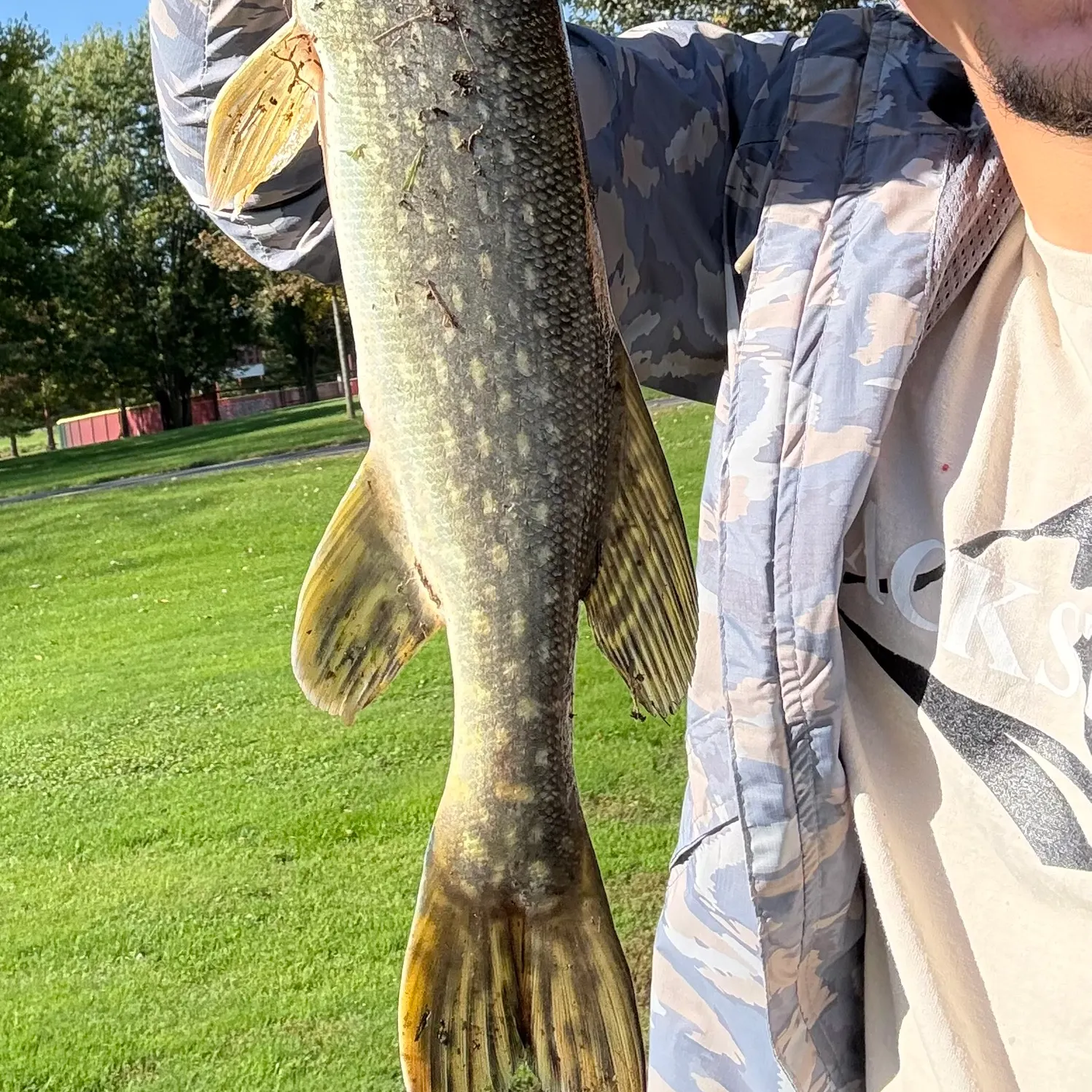 Northern pike caught on Fishbrain