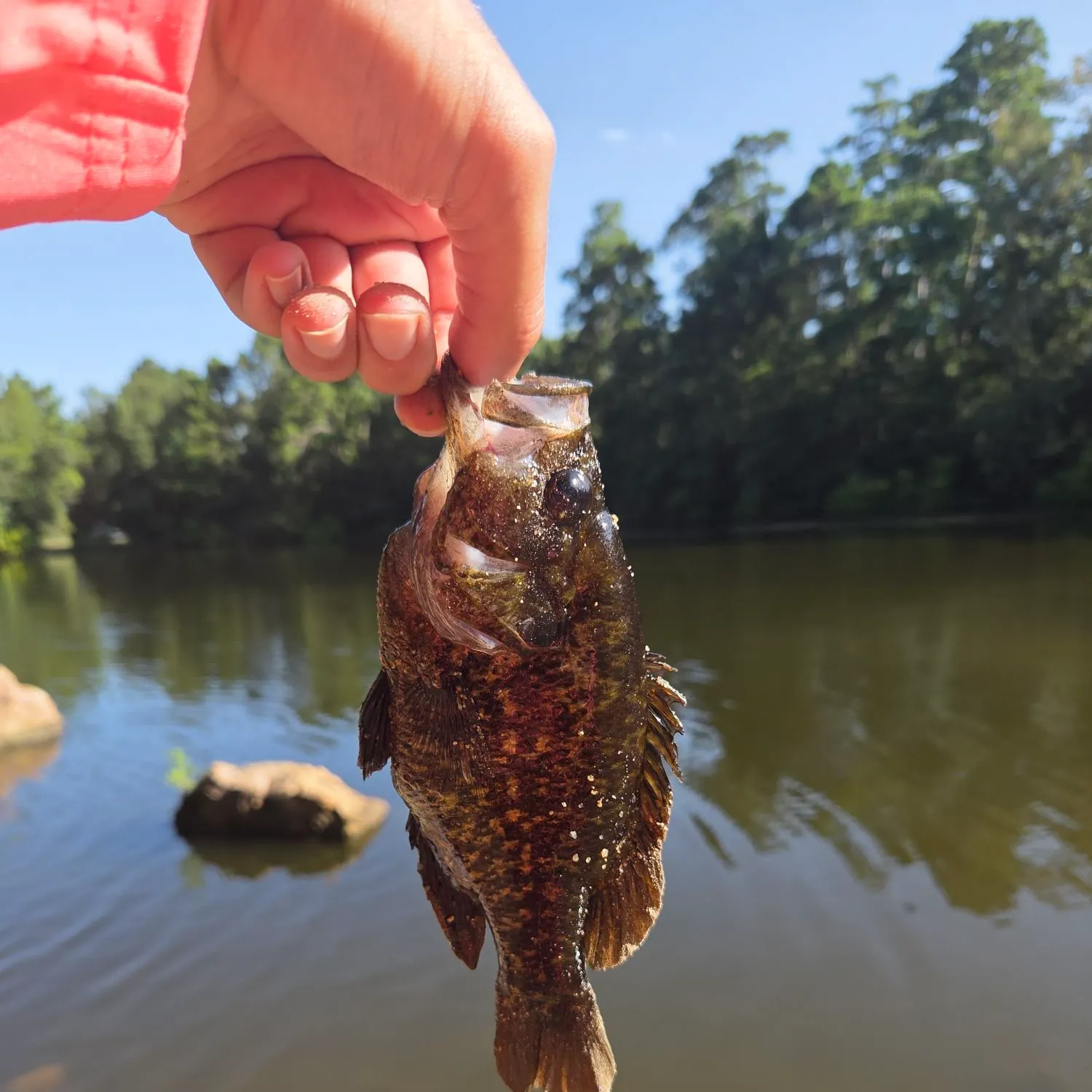 Warmouth caught on Fishbrain