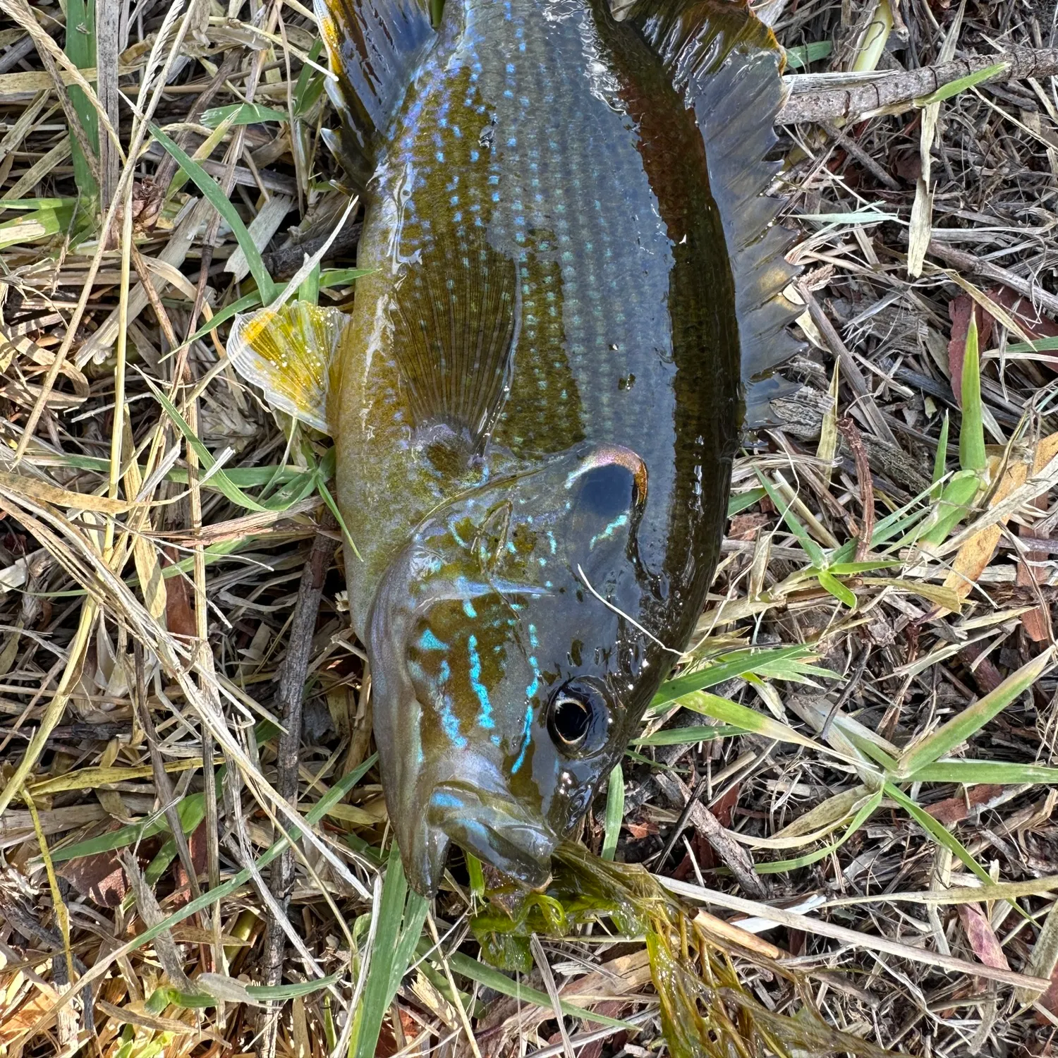 Green sunfish caught on Fishbrain
