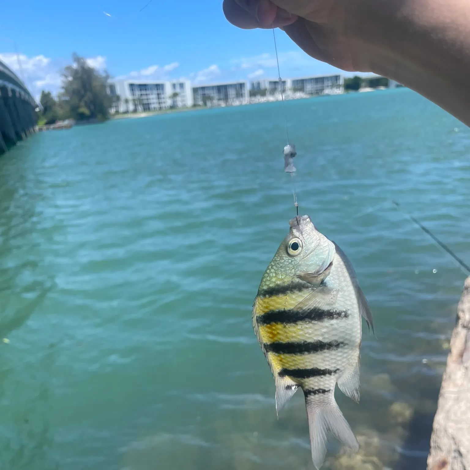 The most recent Sergeant-major catches on Fishbrain