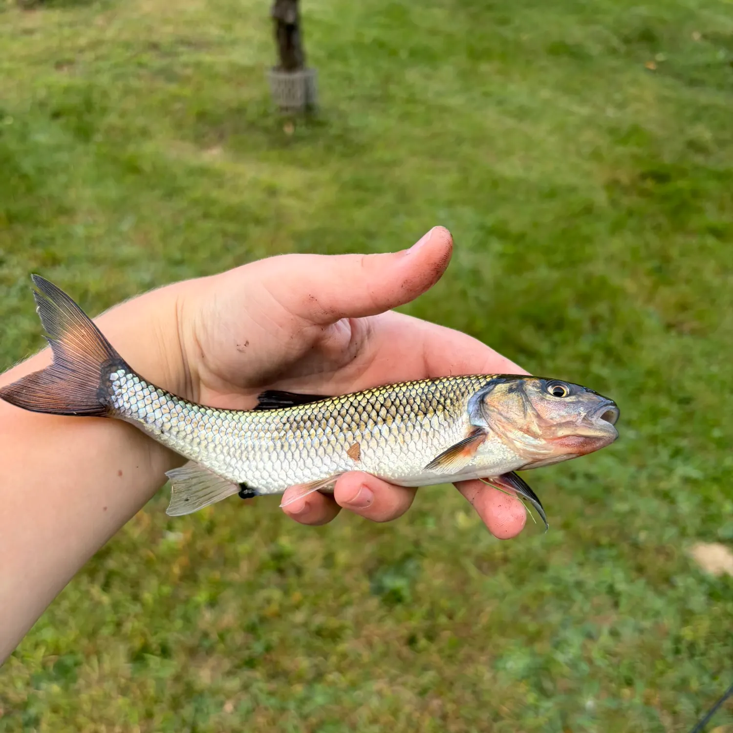 Fallfish caught on Fishbrain