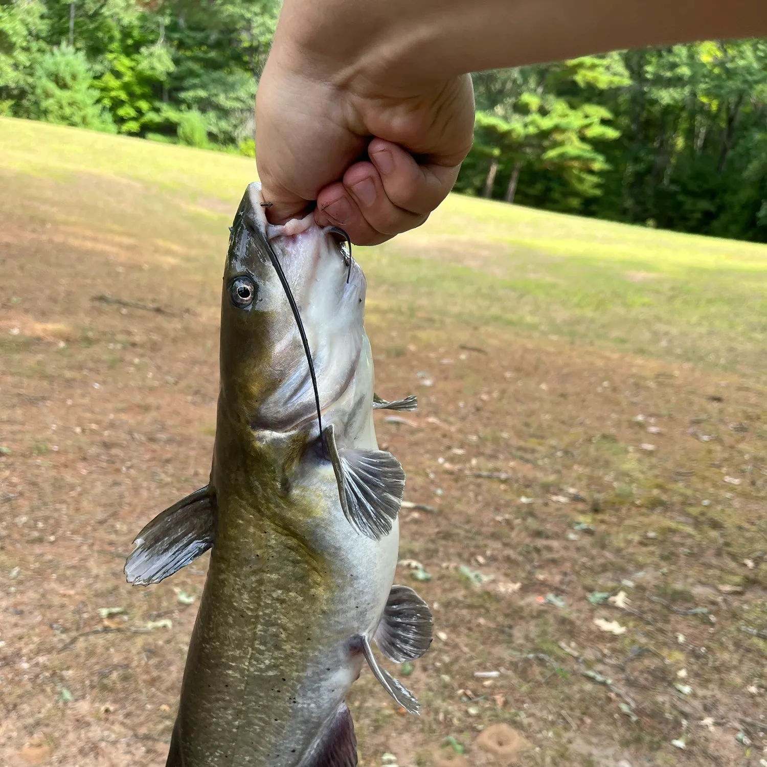 Channel catfish caught on Fishbrain