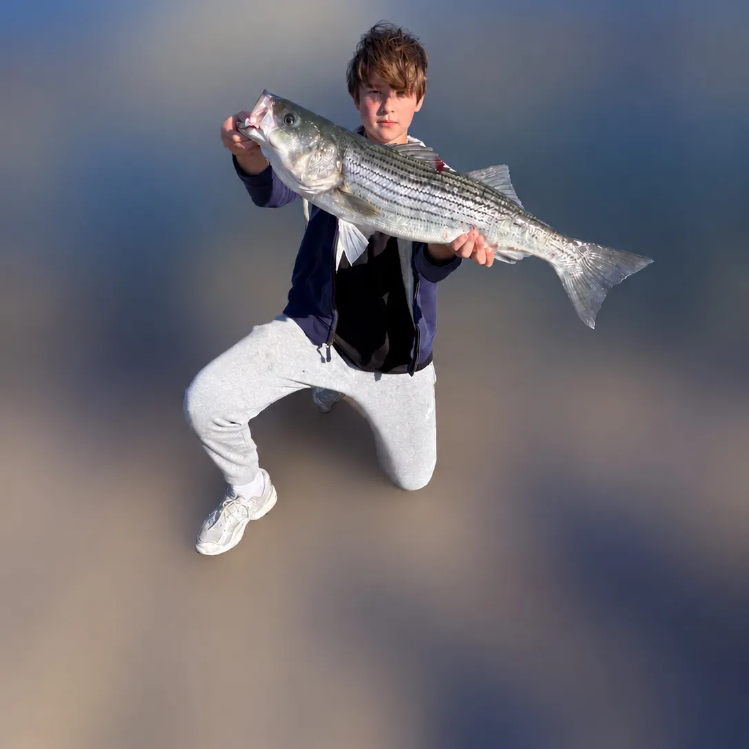 Striped bass caught on Fishbrain