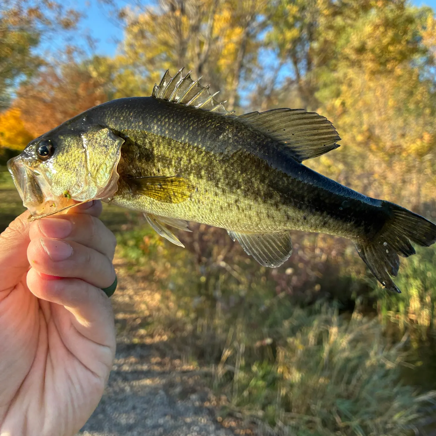 Largemouth bass caught on Fishbrain