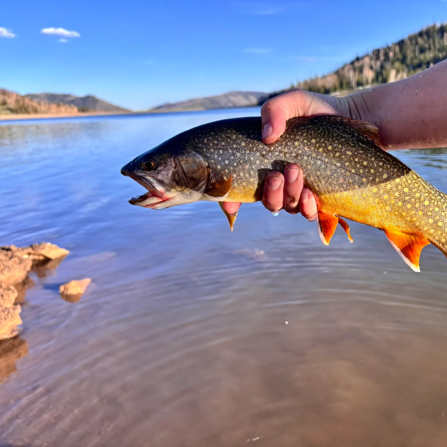 The most recent Splake catches on Fishbrain