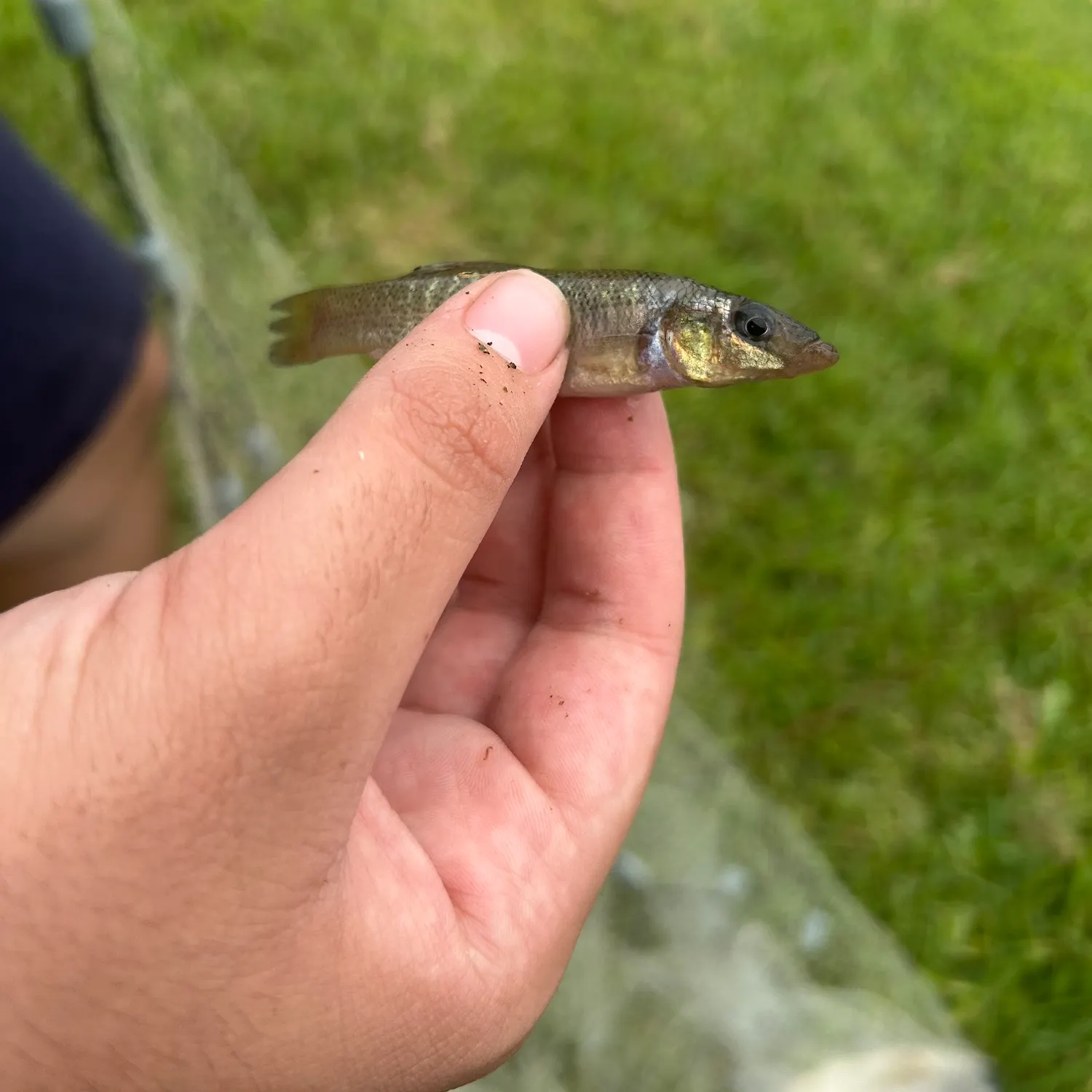 The most recent Seminole killifish catches on Fishbrain