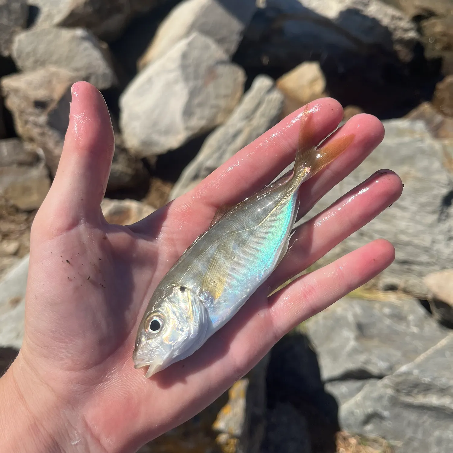 The most recent White trevally catches on Fishbrain