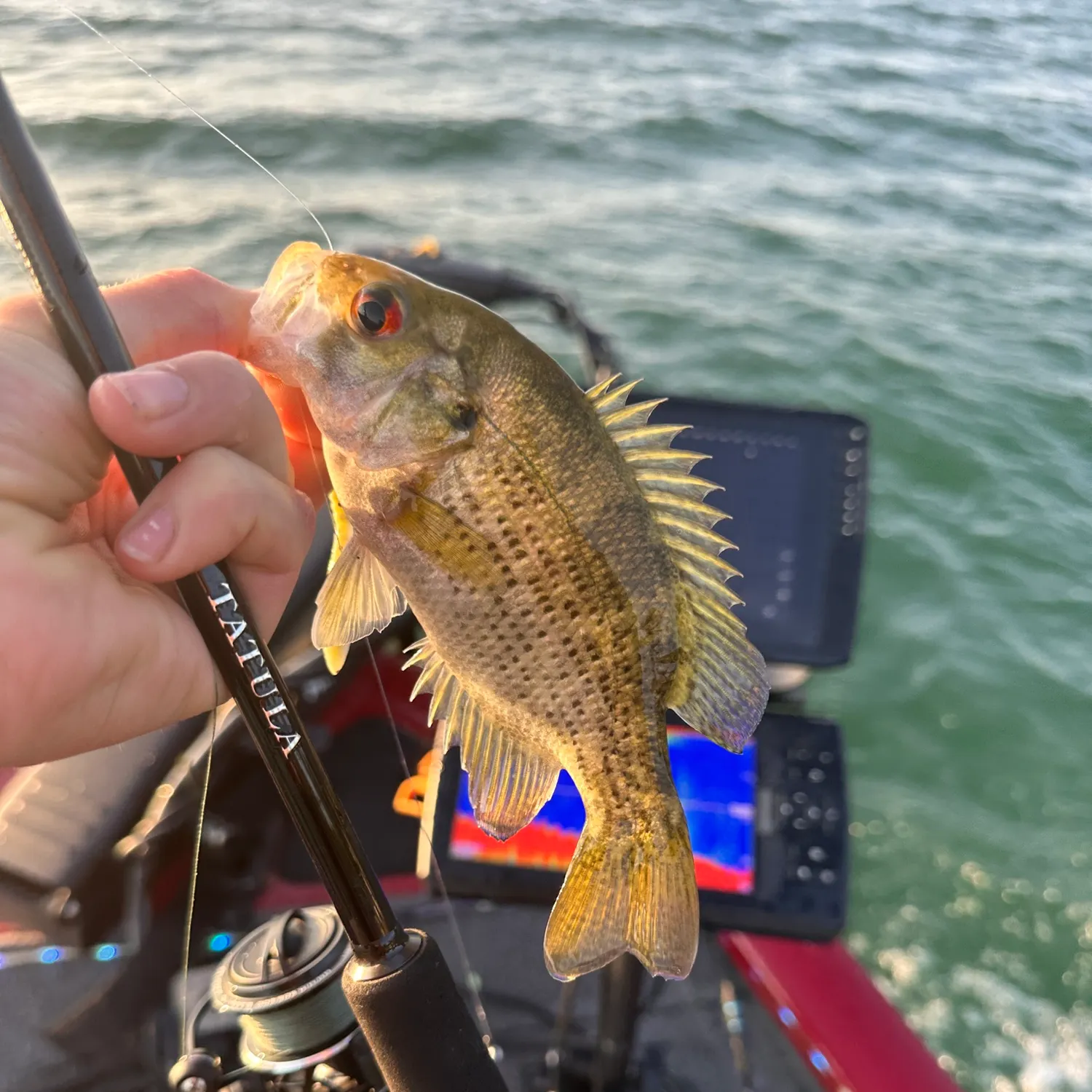 Rock bass caught on Fishbrain
