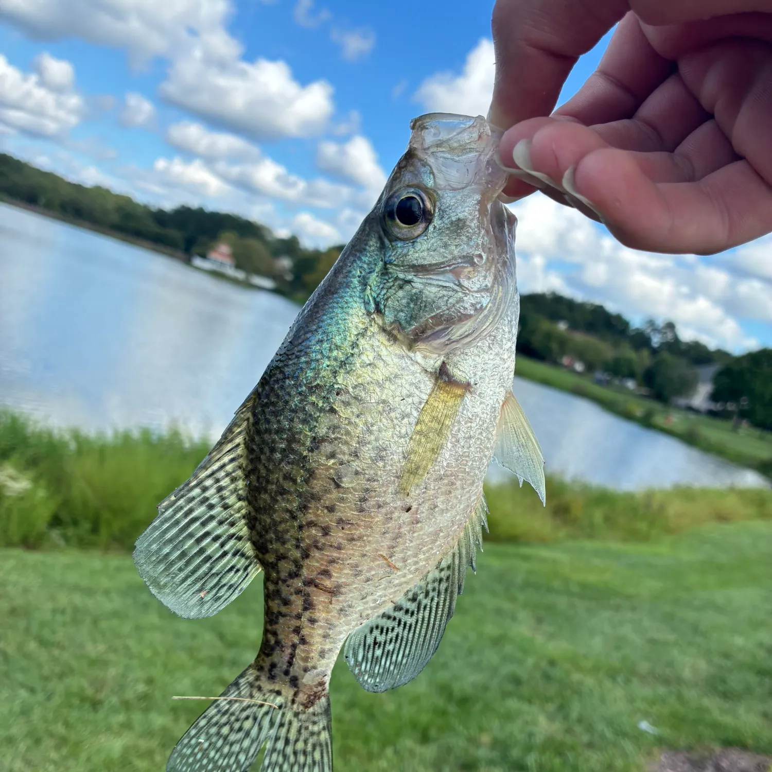 White crappie caught on Fishbrain