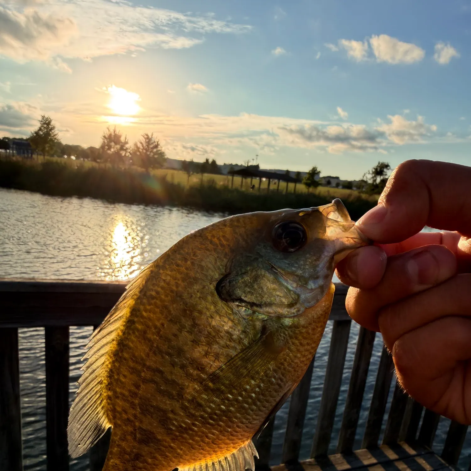 Bluegill caught on Fishbrain