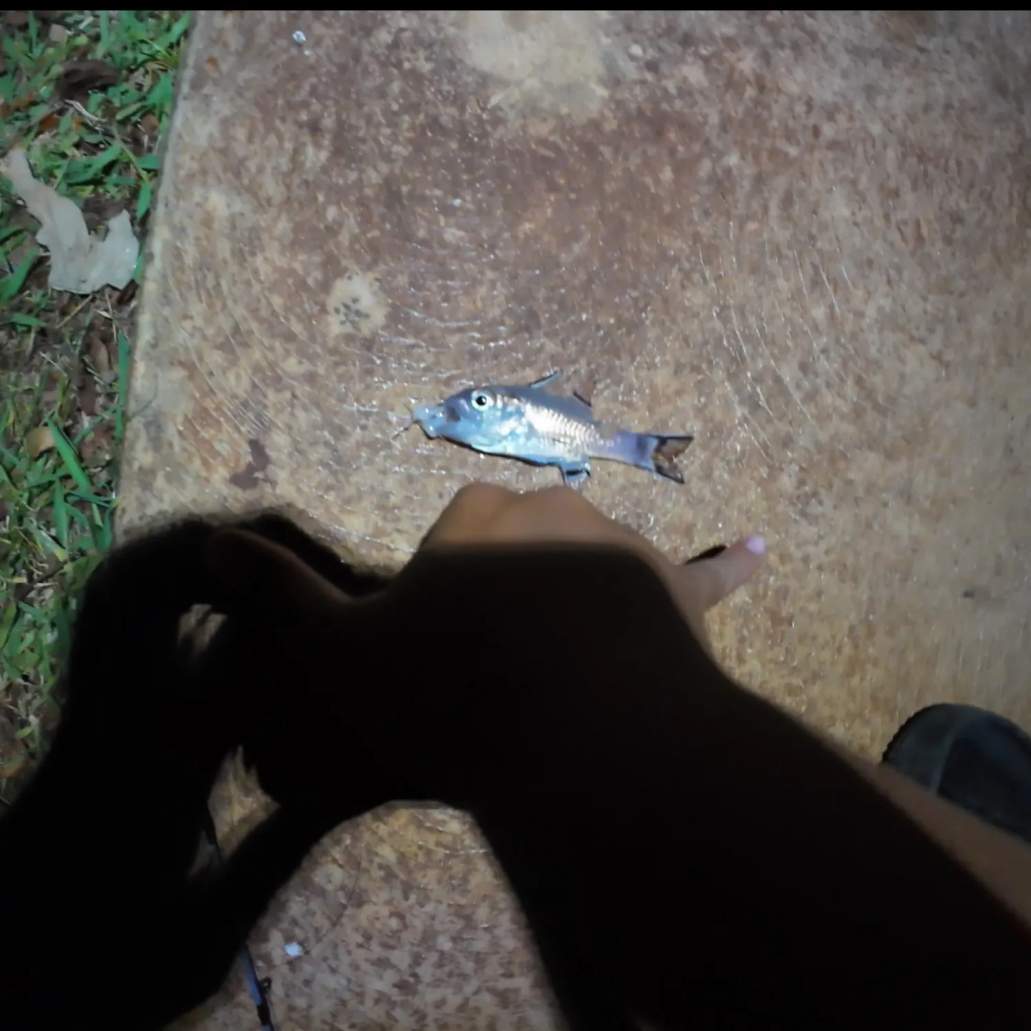 catch