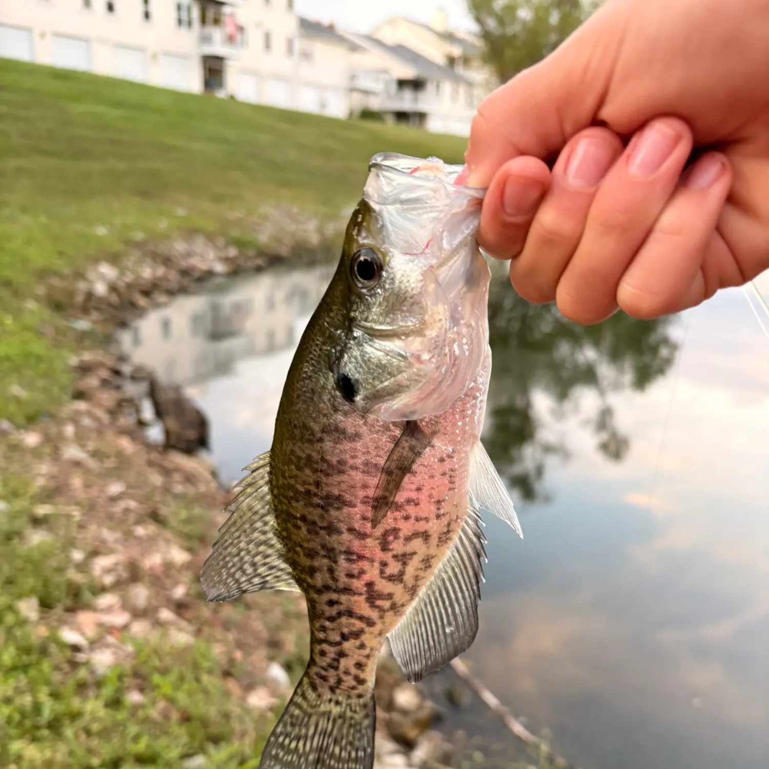 White crappie caught on Fishbrain