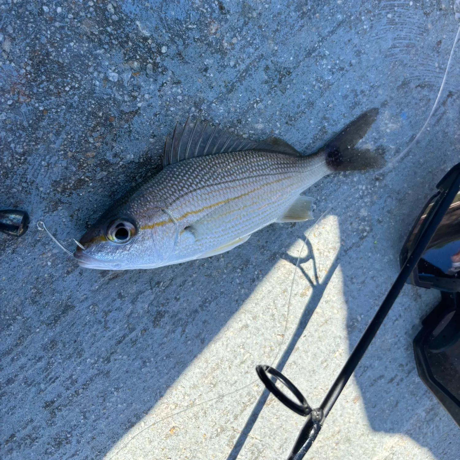 The most recent Tomtate grunt catches on Fishbrain