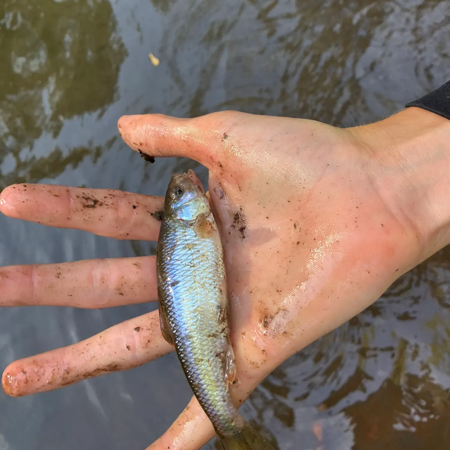 Common shiner caught on Fishbrain