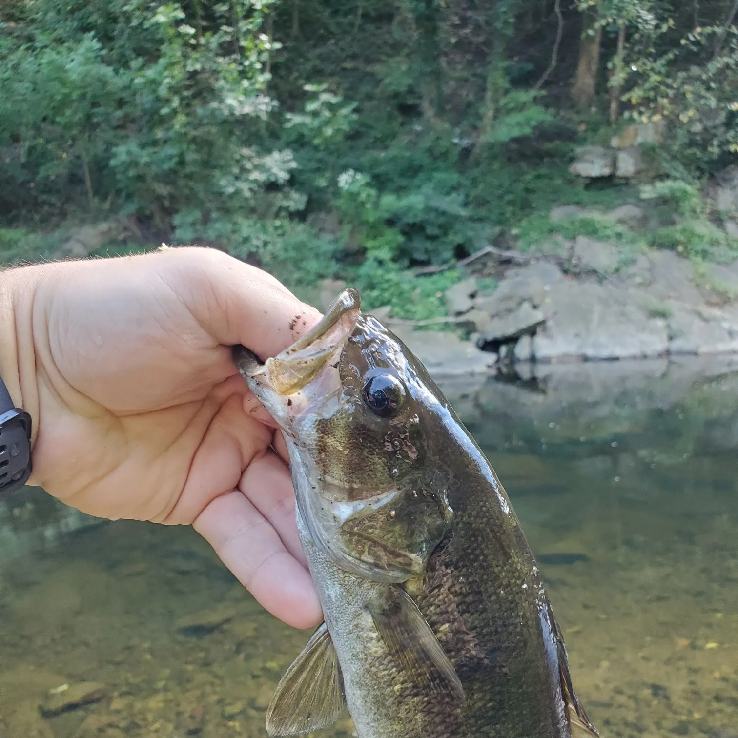 Smallmouth bass caught on Fishbrain