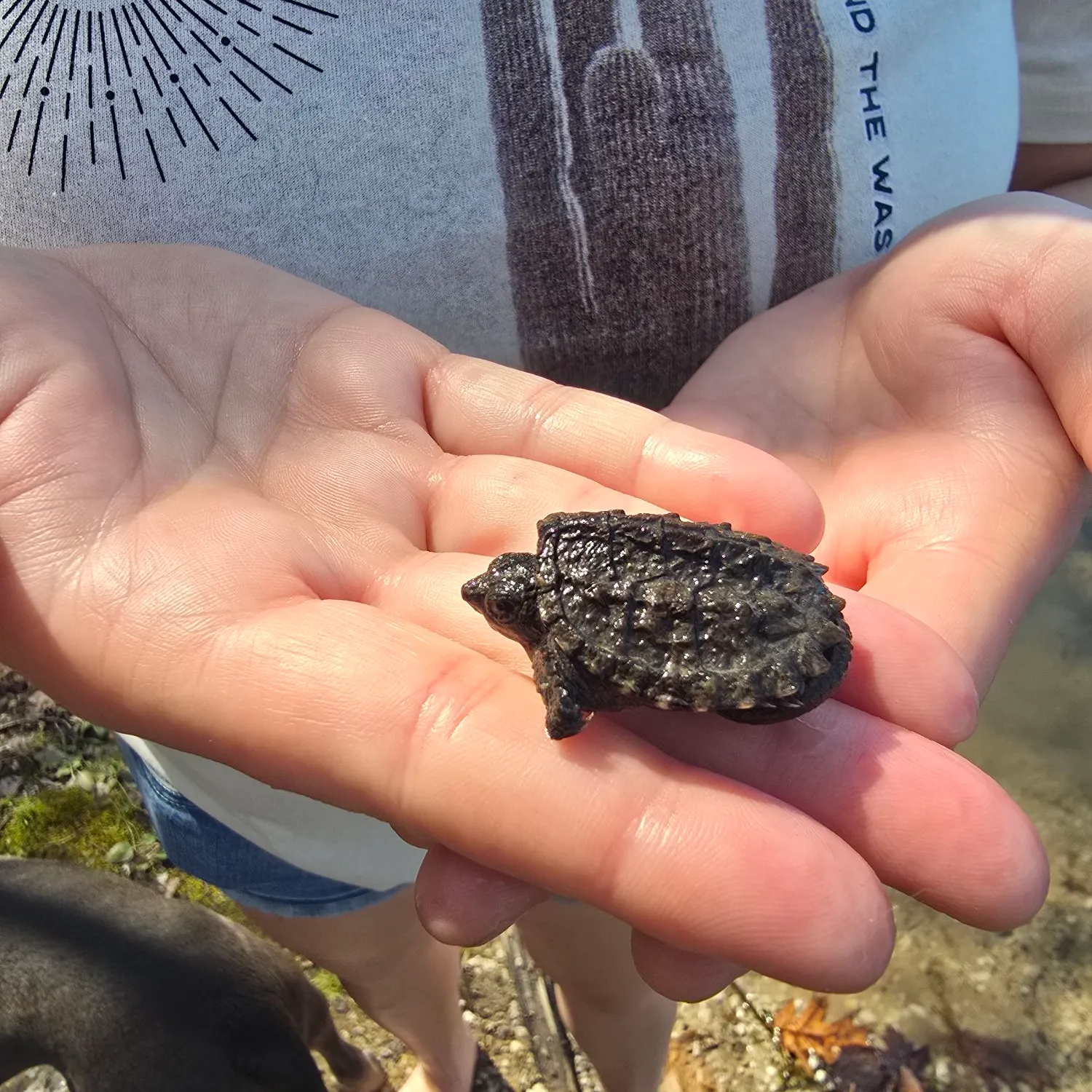 The most recent Alligator snapping turtle catches on Fishbrain