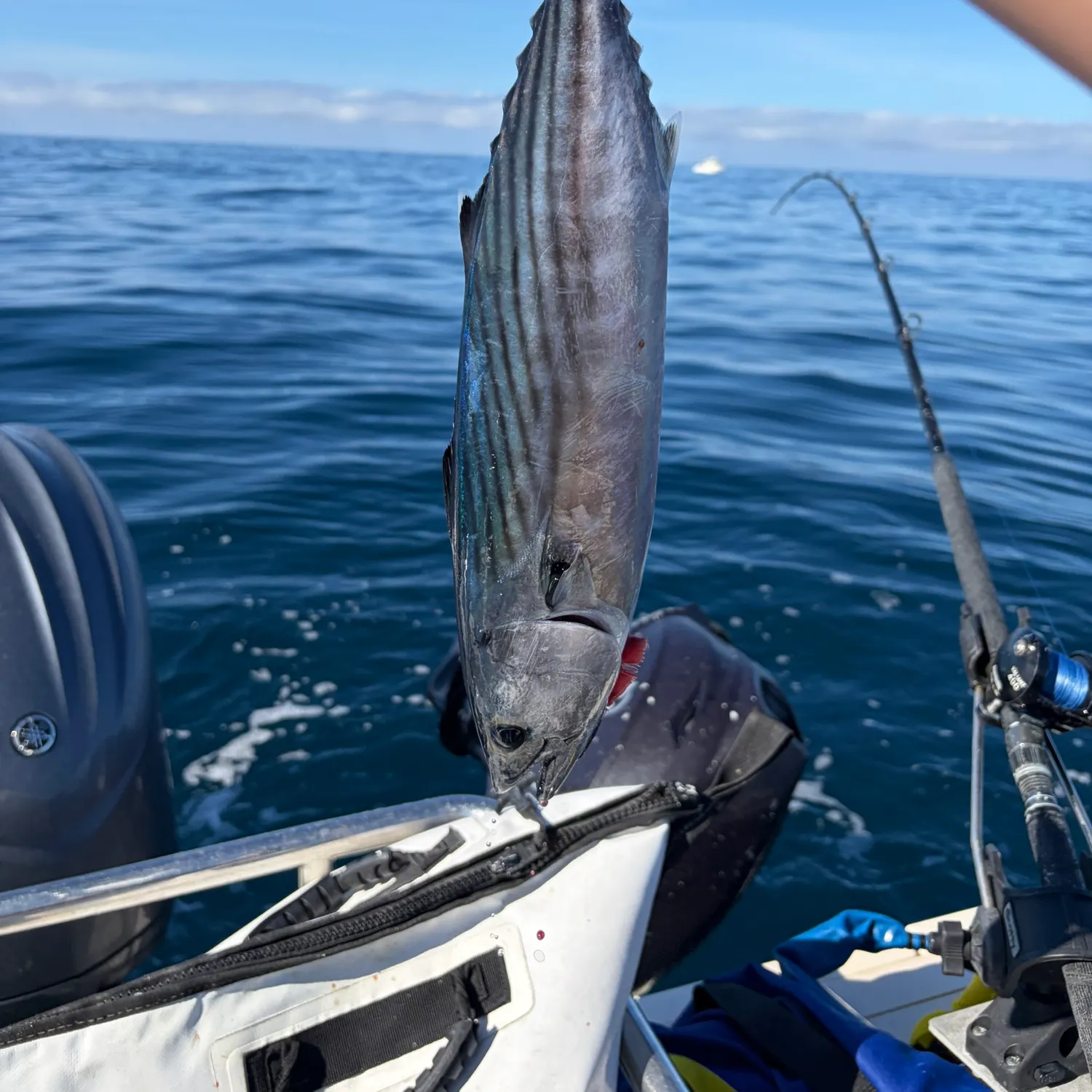 Pacific bonito caught on Fishbrain