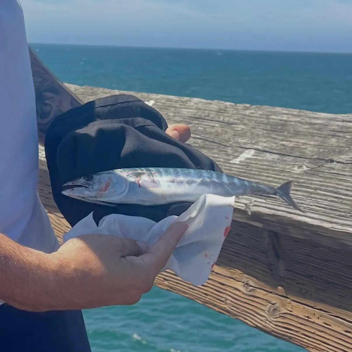 Eastern Pacific bonito caught on Fishbrain