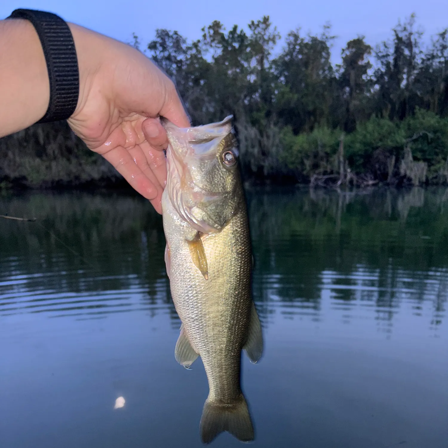 Largemouth bass caught on Fishbrain
