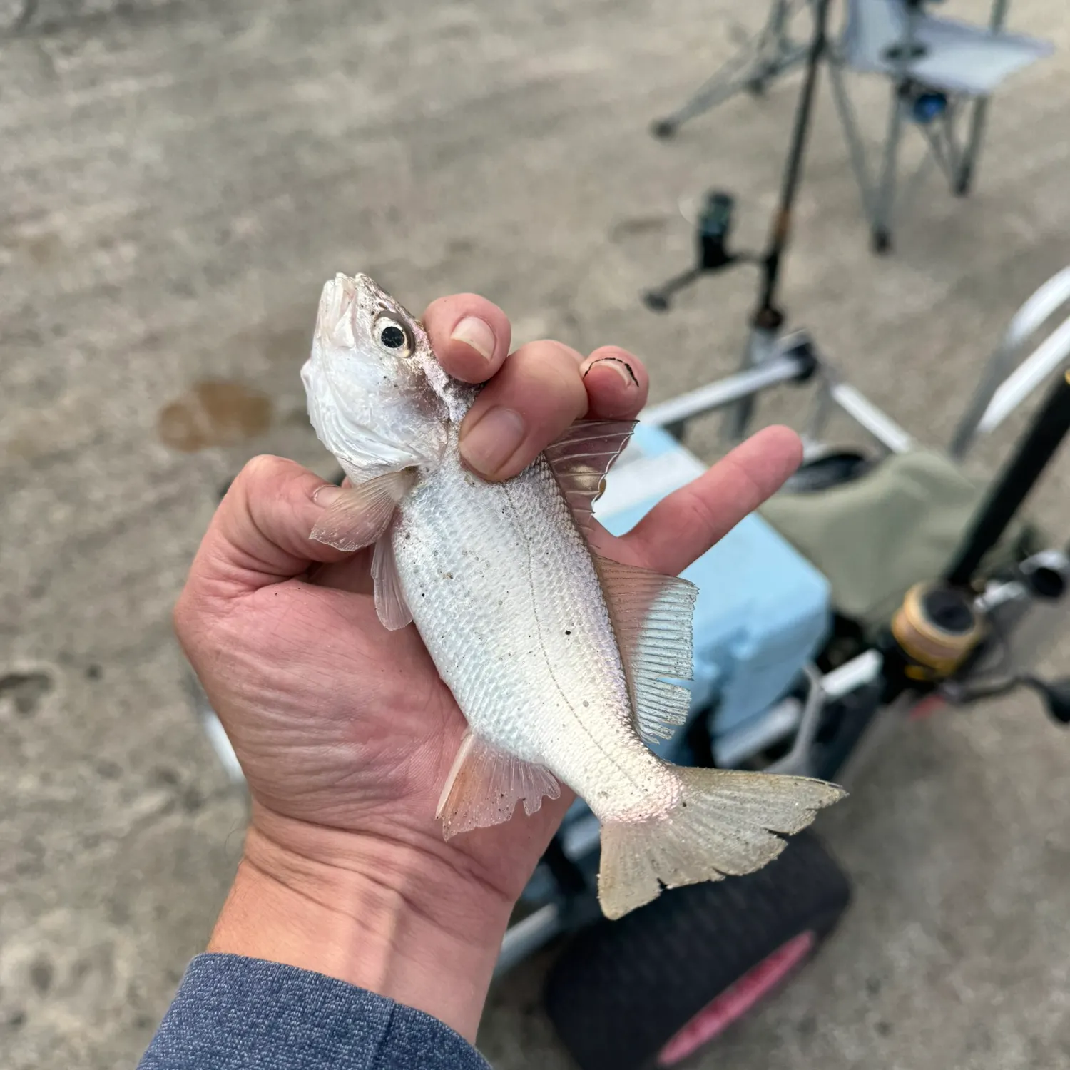 The most recent Silver perch catches on Fishbrain