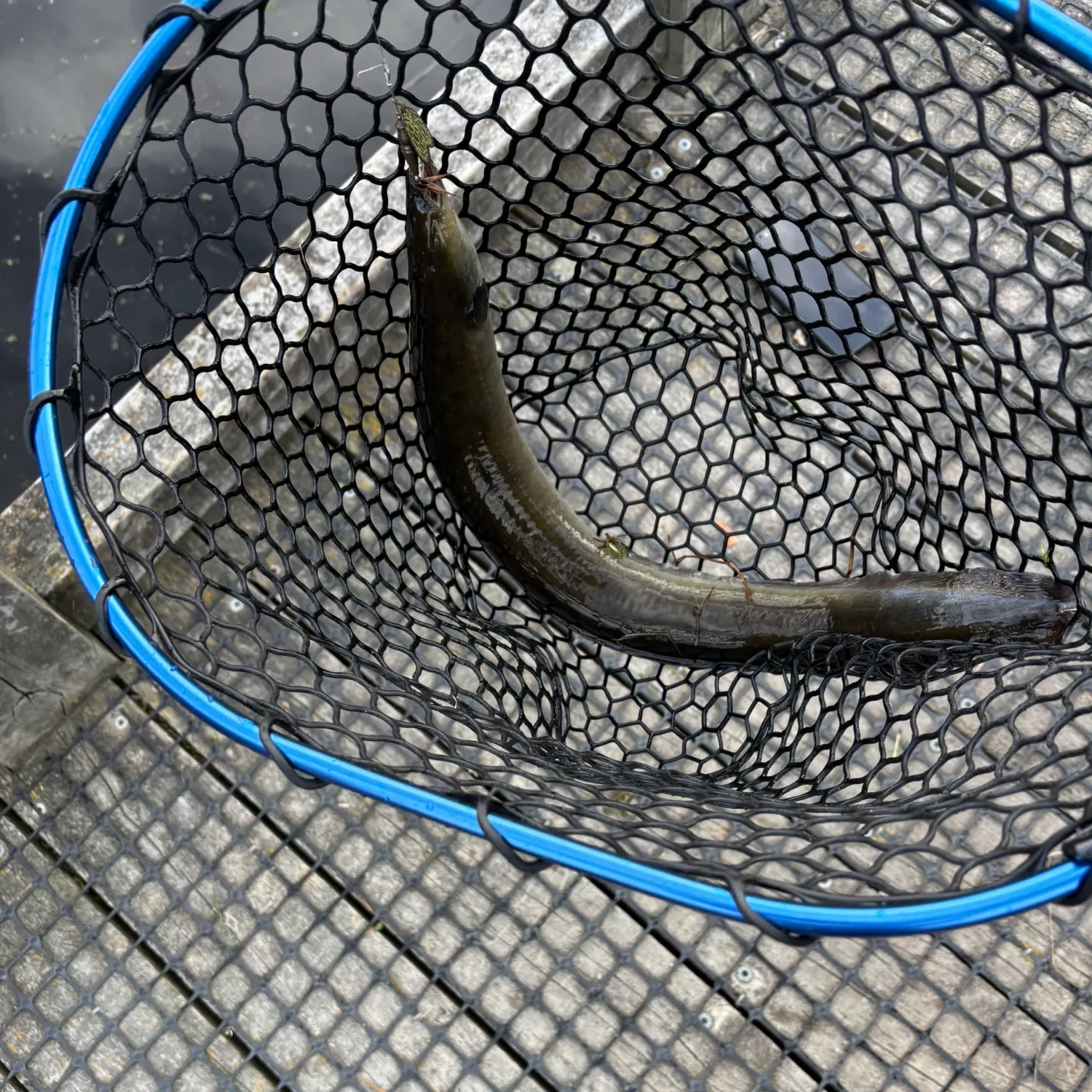 The most recent Shortfin eel catches on Fishbrain