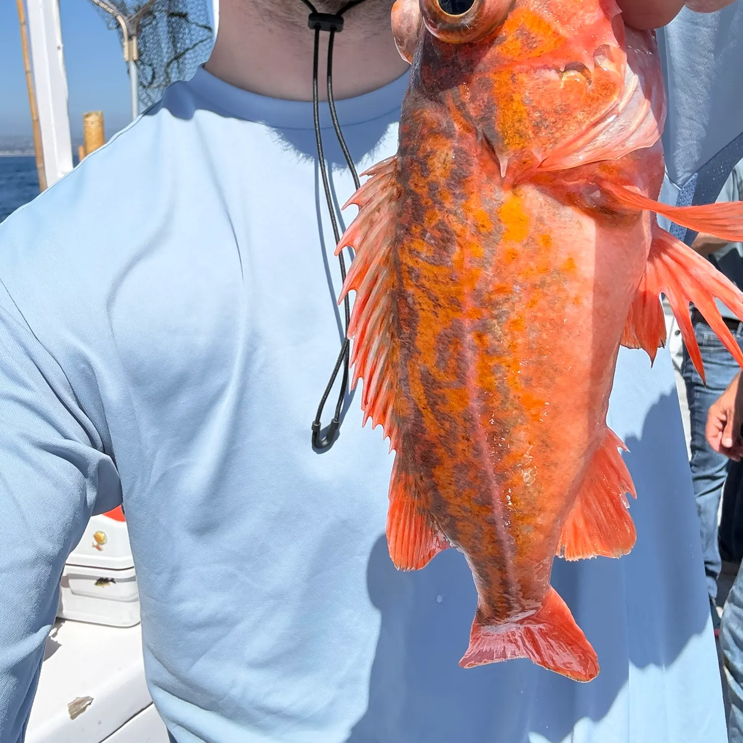 The most recent Vermilion rockfish catches on Fishbrain