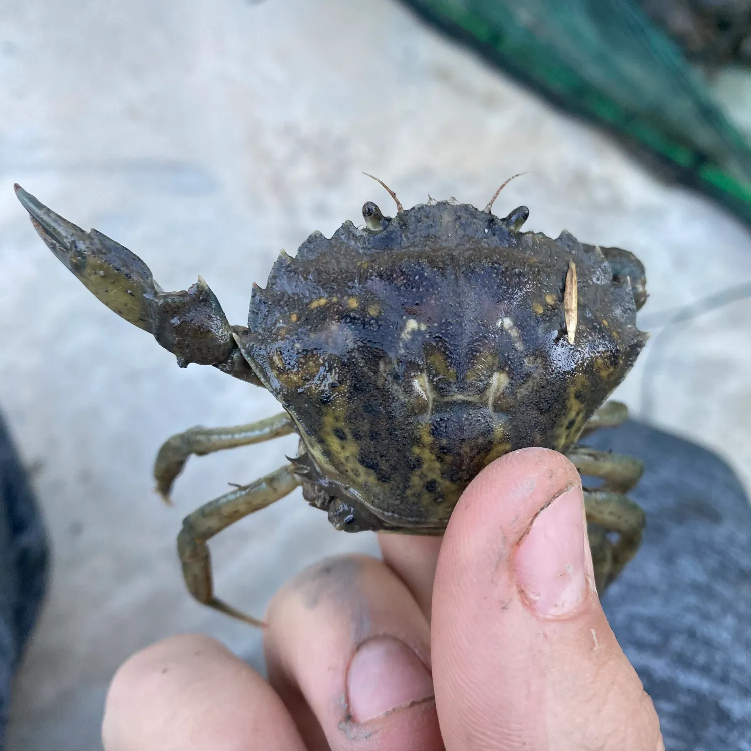 The most recent Green crab catches on Fishbrain