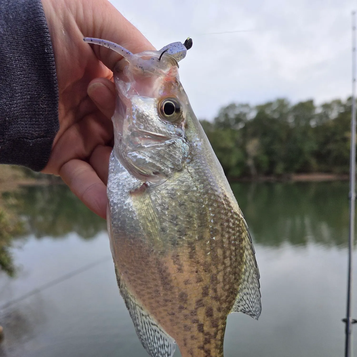 The most recent Black crappie catches on Fishbrain