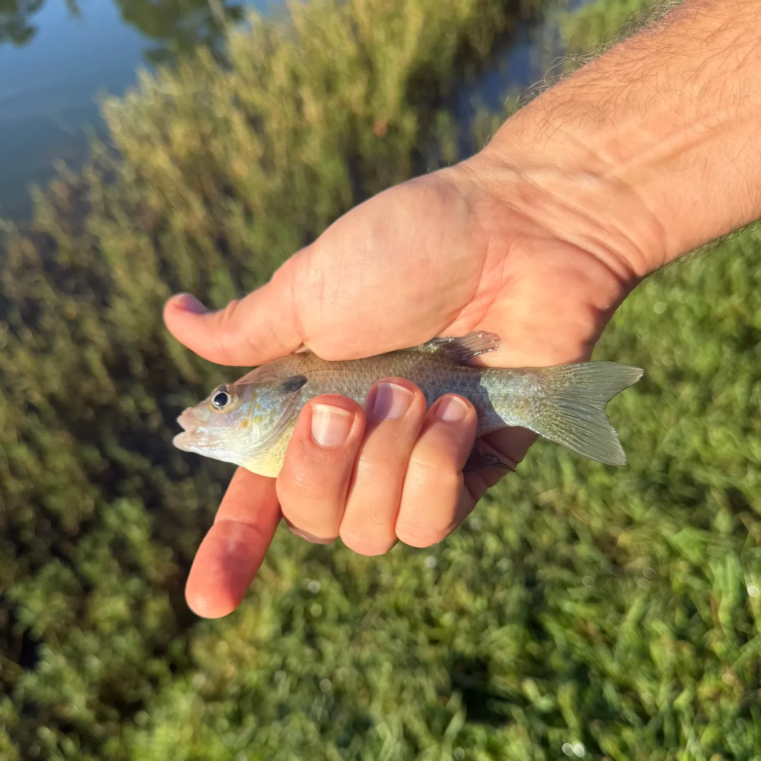Bluegill caught on Fishbrain