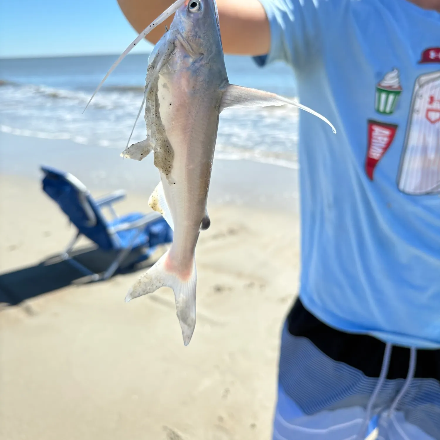 Gafftopsail sea catfish caught on Fishbrain