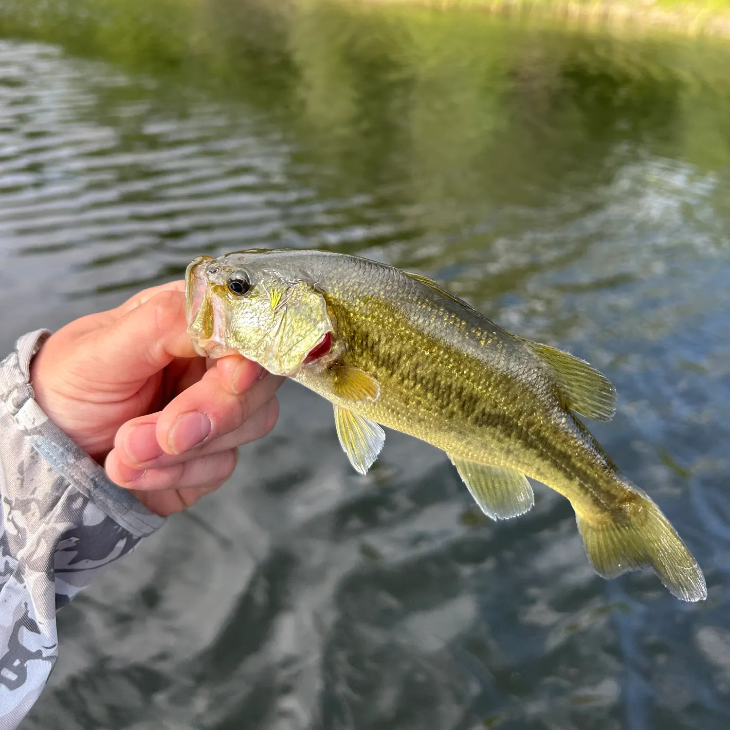 Largemouth bass caught on Fishbrain