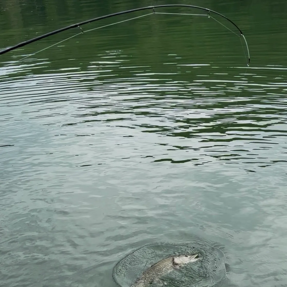Northern pike caught on Fishbrain