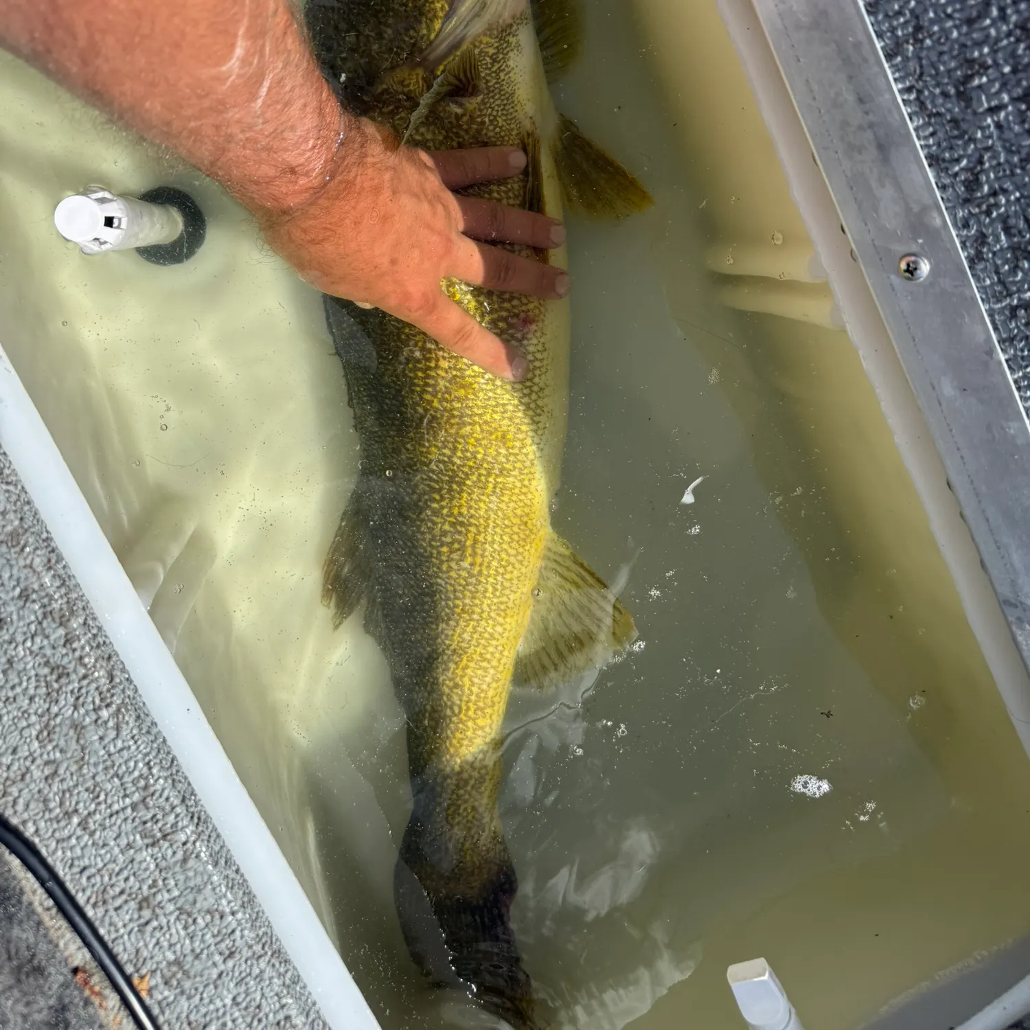 Walleye caught on Fishbrain